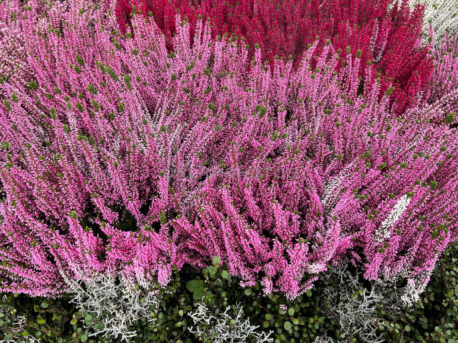 Broom heather,Calluna vulgaris,also called heather,is the only species of the monotypic plant genus Calluna belonging to the heather family. Common heather,Calluna vulgaris,also called heather,is the only species of the monotypic plant genus Calluna,which belongs to the heather family.