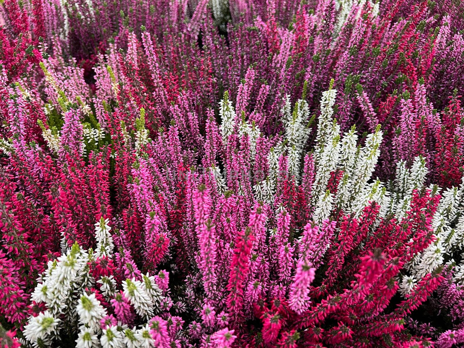 Broom heather,Calluna vulgaris,also called heather,is the only species of the monotypic plant genus Calluna belonging to the heather family. Common heather,Calluna vulgaris,also called heather,is the only species of the monotypic plant genus Calluna,which belongs to the heather family.