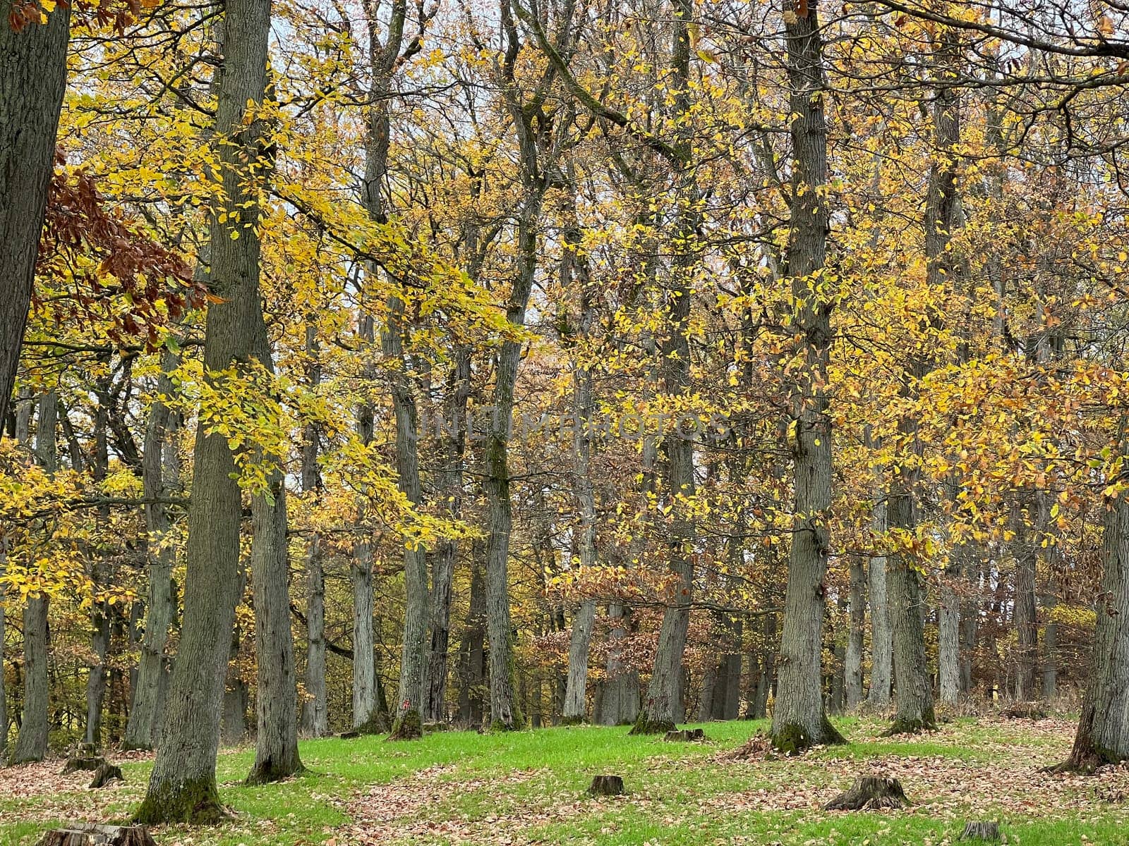 Autumn forest,autumn impression in the forest with colourful leaves. Autumn forest,autumn impression in the forest with colorful leaves.