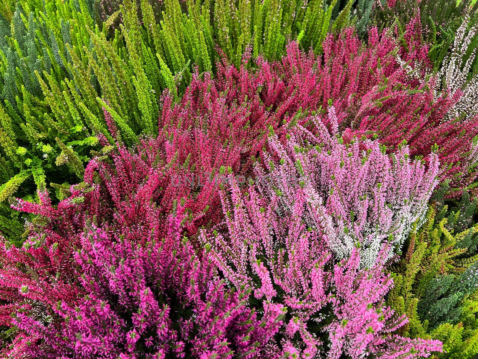 Broom heather,Calluna vulgaris,also called heather,is the only species of the monotypic plant genus Calluna belonging to the heather family. Common heather,Calluna vulgaris,also called heather,is the only species of the monotypic plant genus Calluna,which belongs to the heather family.