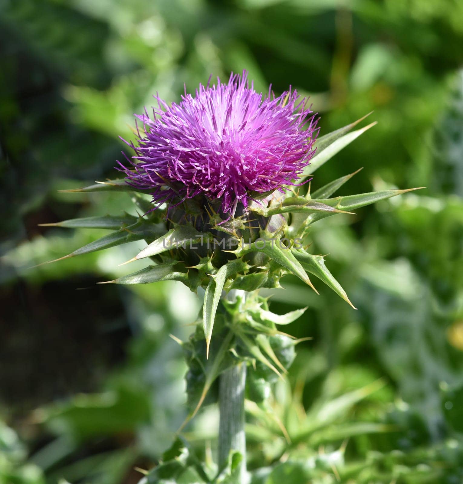 Milk thistle,Silybum marianum is an important medicinal plant. Milk thistle,Silybum marianum,is an important medicinal plant.