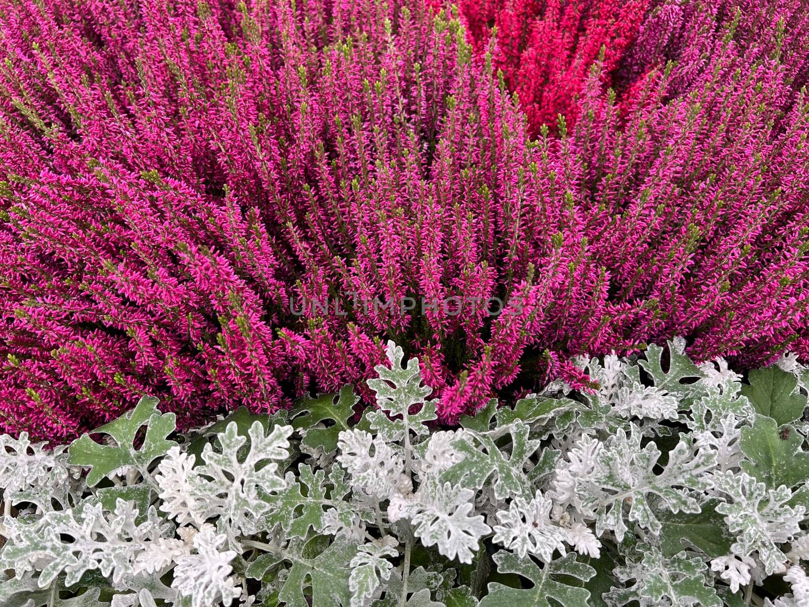 Broom heather,Calluna vulgaris,also called heather,is the only species of the monotypic plant genus Calluna belonging to the heather family. Common heather,Calluna vulgaris,also called heather,is the only species of the monotypic plant genus Calluna,which belongs to the heather family.