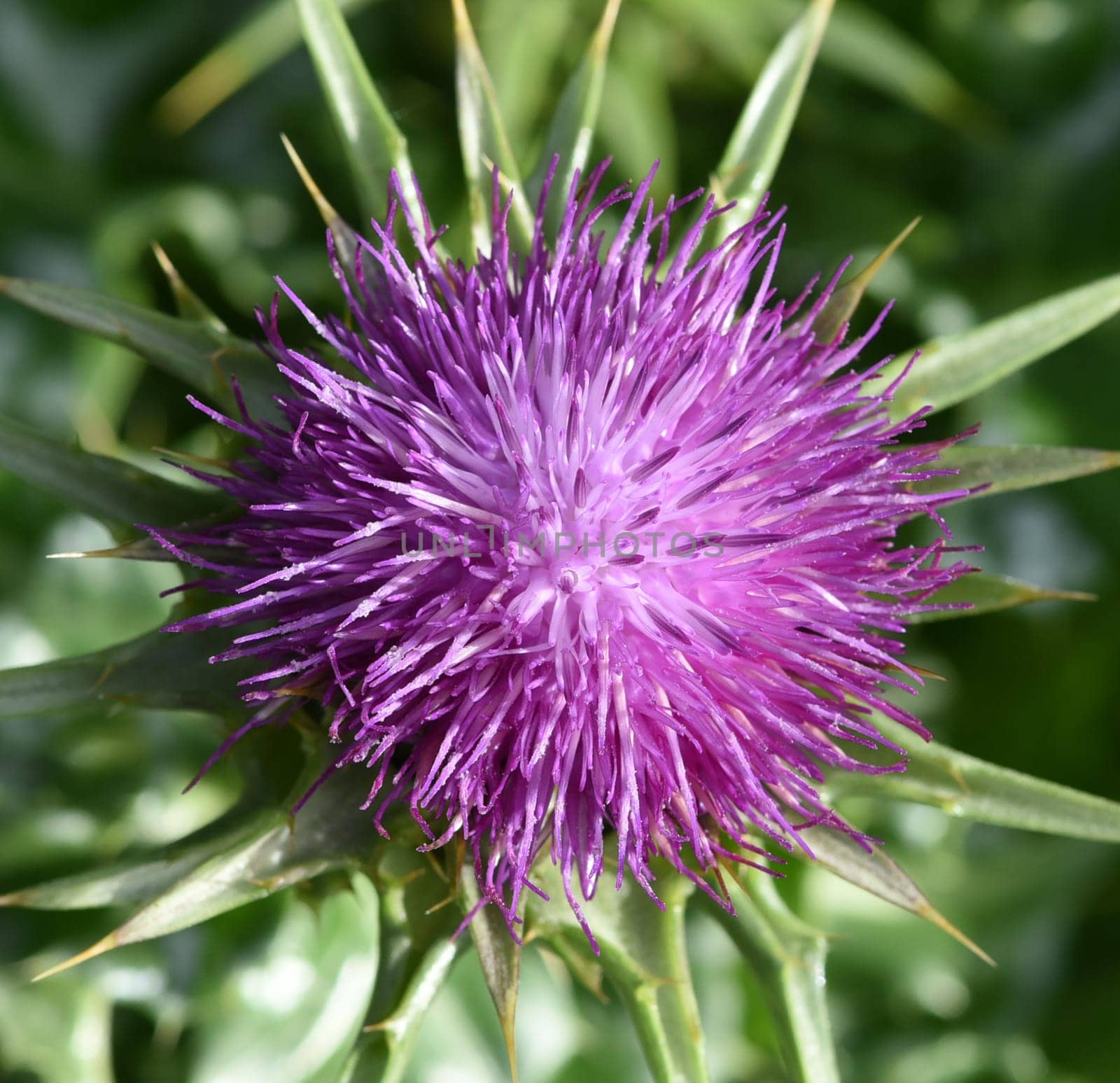 Milk thistle,Silybum marianum is an important medicinal plant. Milk thistle,Silybum marianum,is an important medicinal plant.
