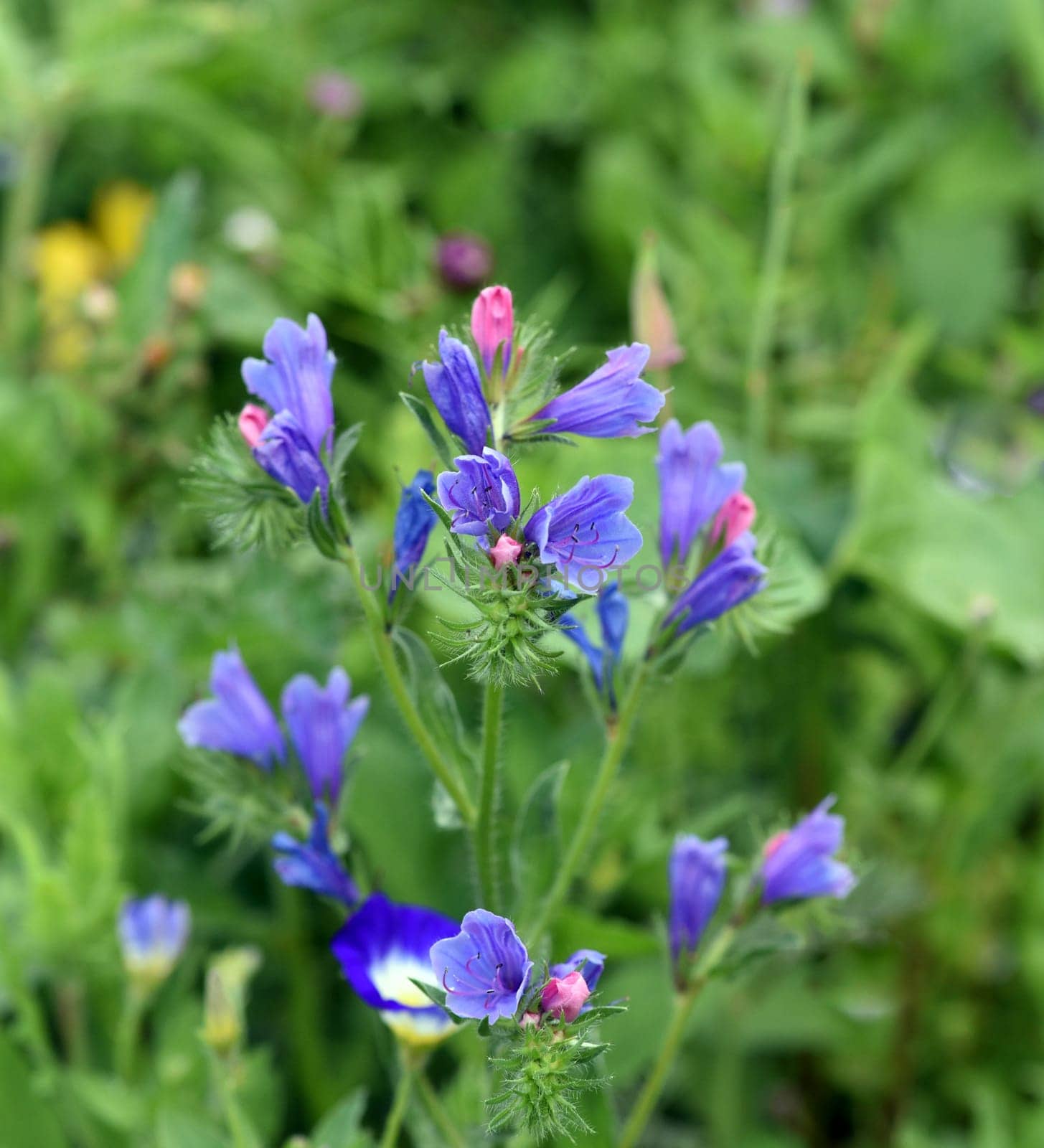 Viper's head,Echium vulgare,is an important medicinal and medicinal plant with blue flowers. Snake head,Echium vulgare,is an important medicinal and medicinal plant with blue flowers.