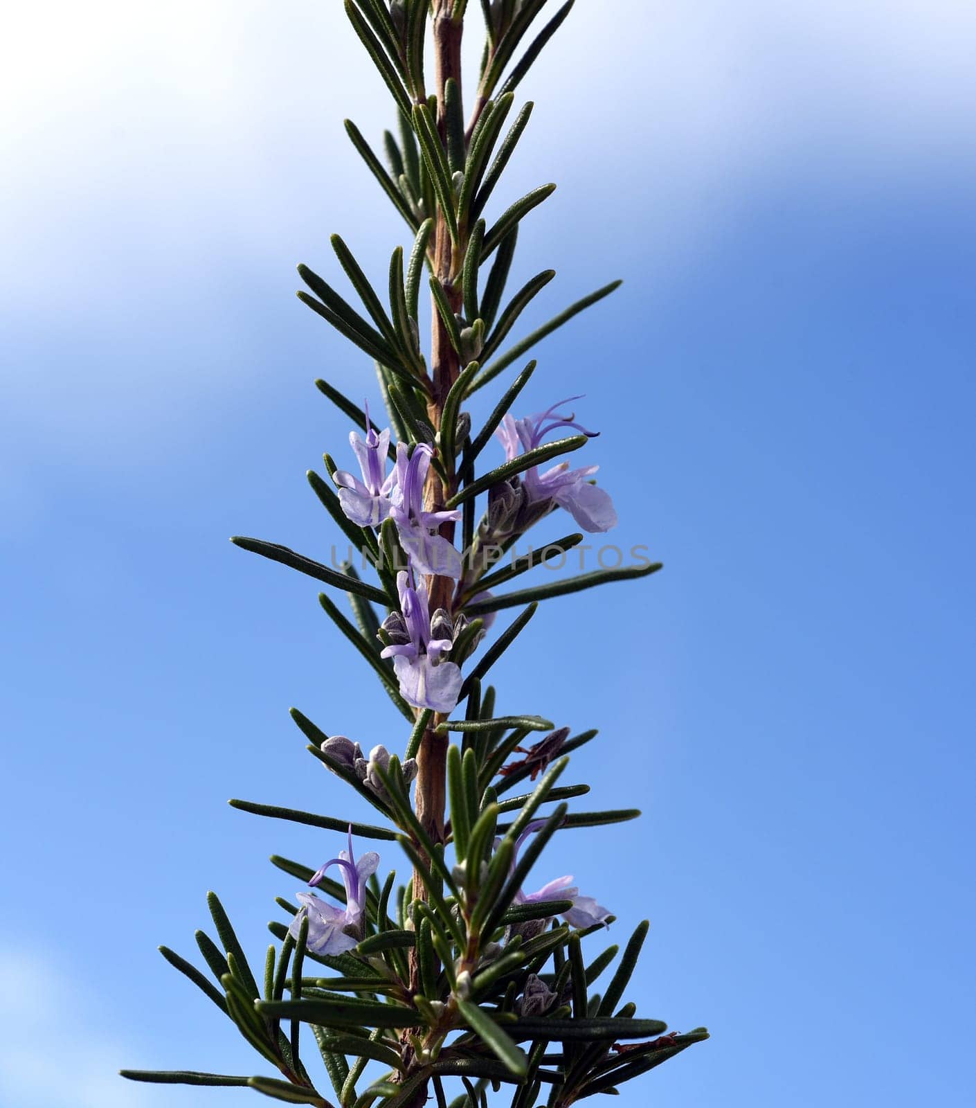 Rosemary,Rosemary officinalis,is a medicinal and herbal plant. Rosemary officinalis,is a medicinal and herbal plant.