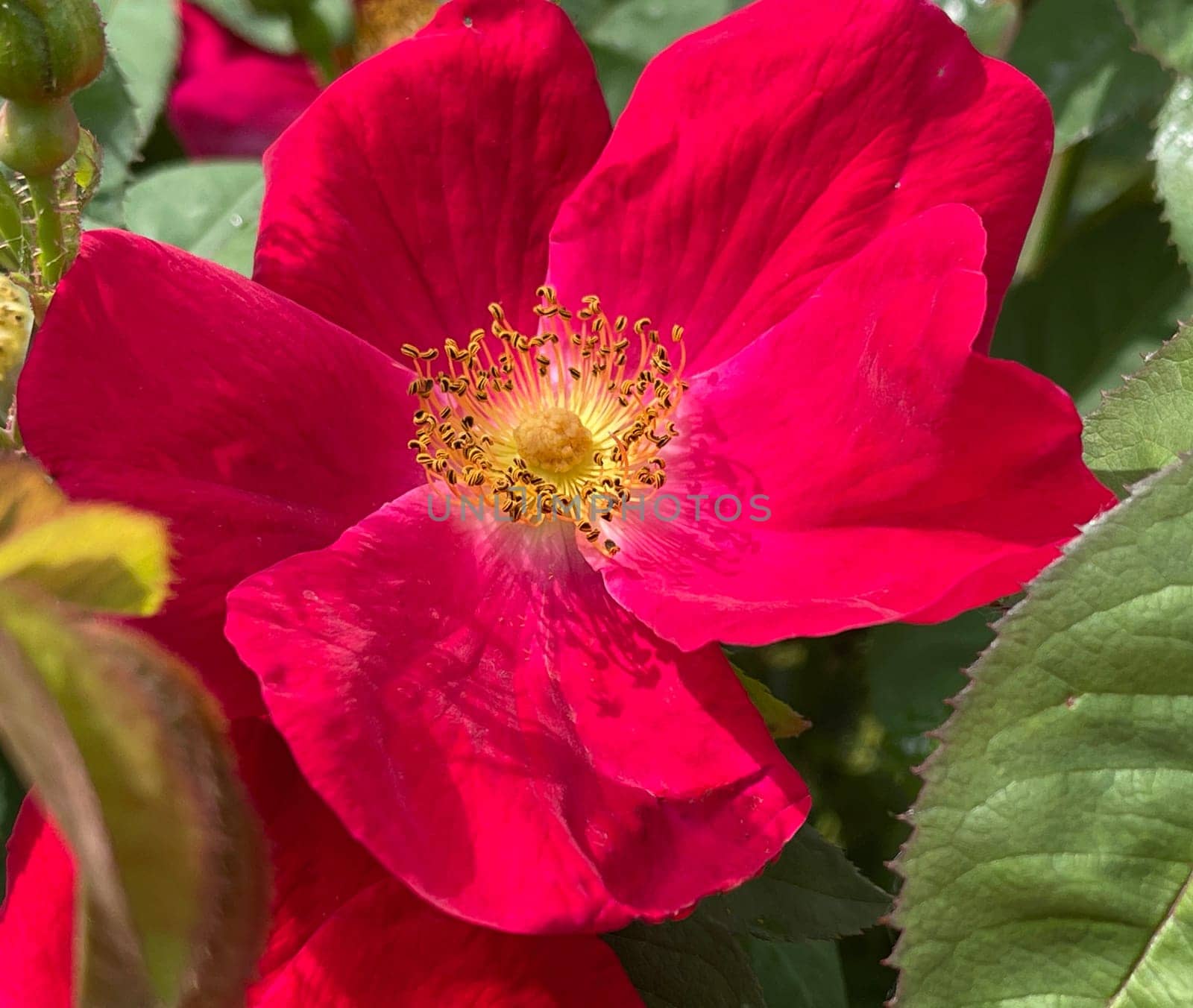 Vinegar rose,Rosa gallica,or Gallica rose,is an ornamental shrub with red flowers. It is an important medicinal plant and a fragrant plant and is used in medicine. Vinegar rose,Rosa gallica,or Gallica rose,is an ornamental shrub with red flowers. It is an important medicinal plant and aromatic plant and is used in medicine.