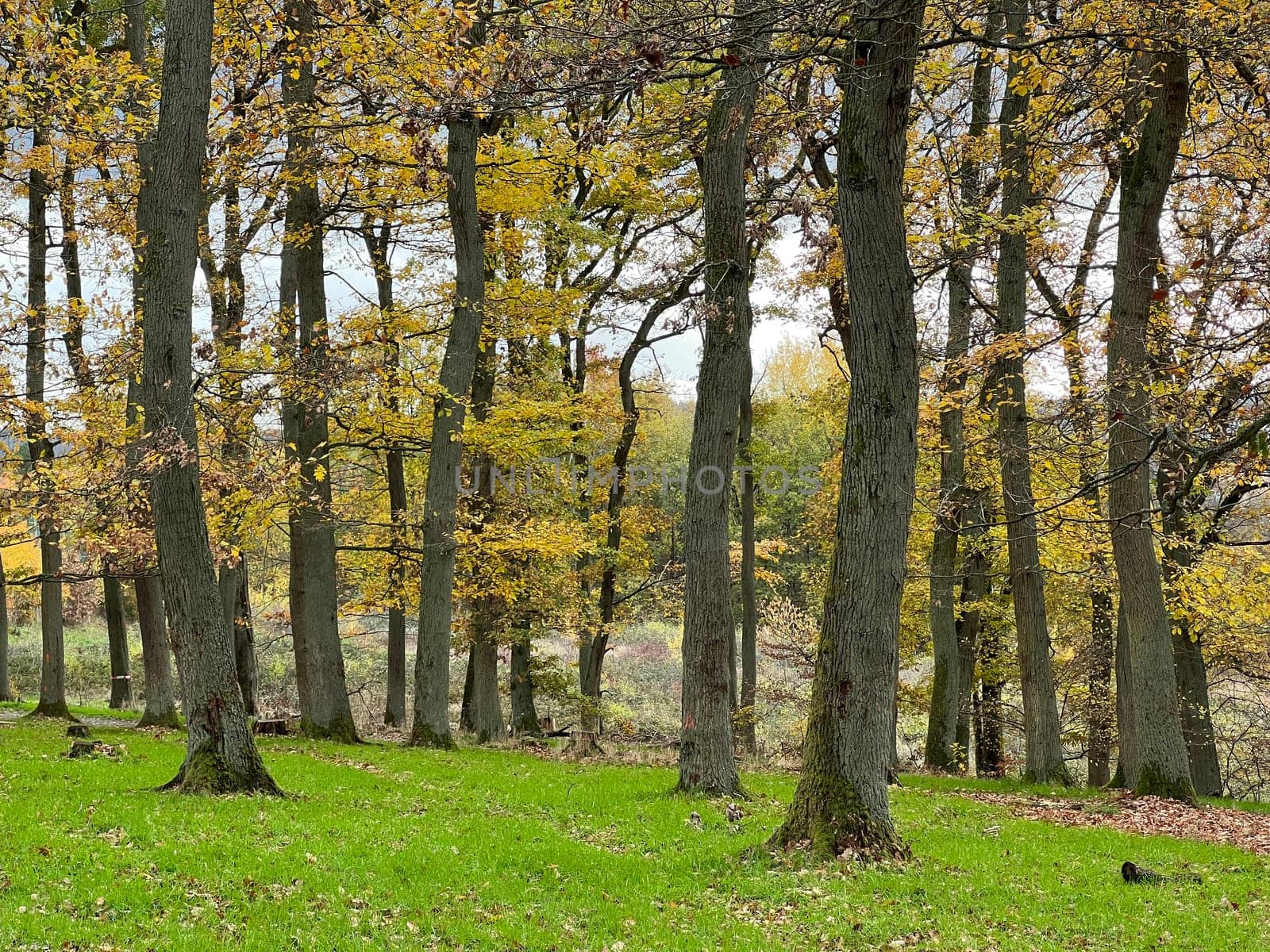 Autumn forest,autumn impression in the forest with colourful leaves. Autumn forest,autumn impression in the forest with colorful leaves.