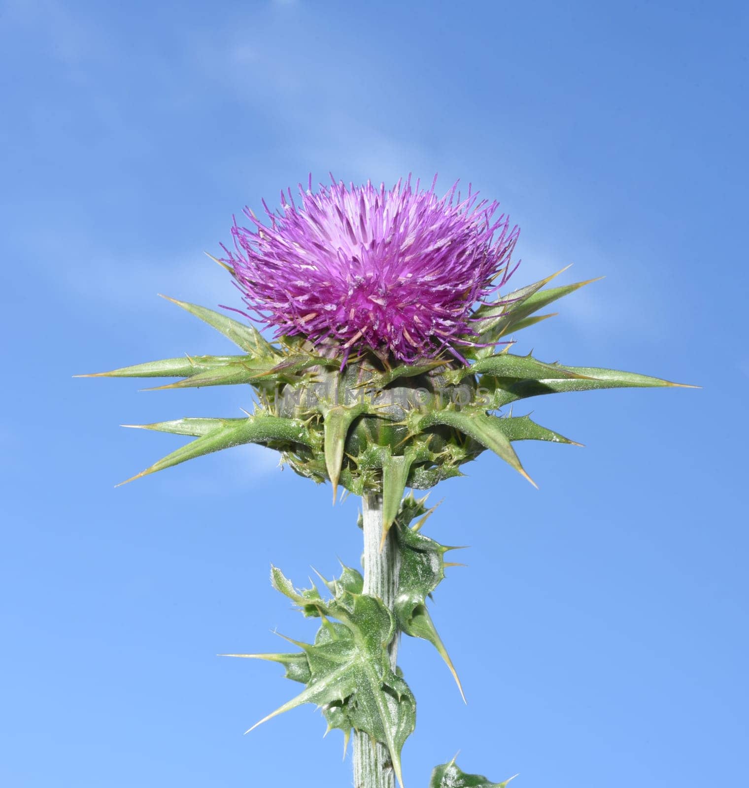 Milk thistle,Silybum marianum is an important medicinal plant. Milk thistle,Silybum marianum,is an important medicinal plant.