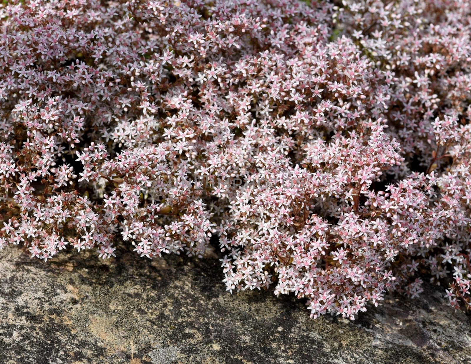 White wall pepper,Sedum album,is a medicinal and rock garden plant with white flowers. White stonecrop,Sedum album,is a medicinal and rock garden plant with white flowers.