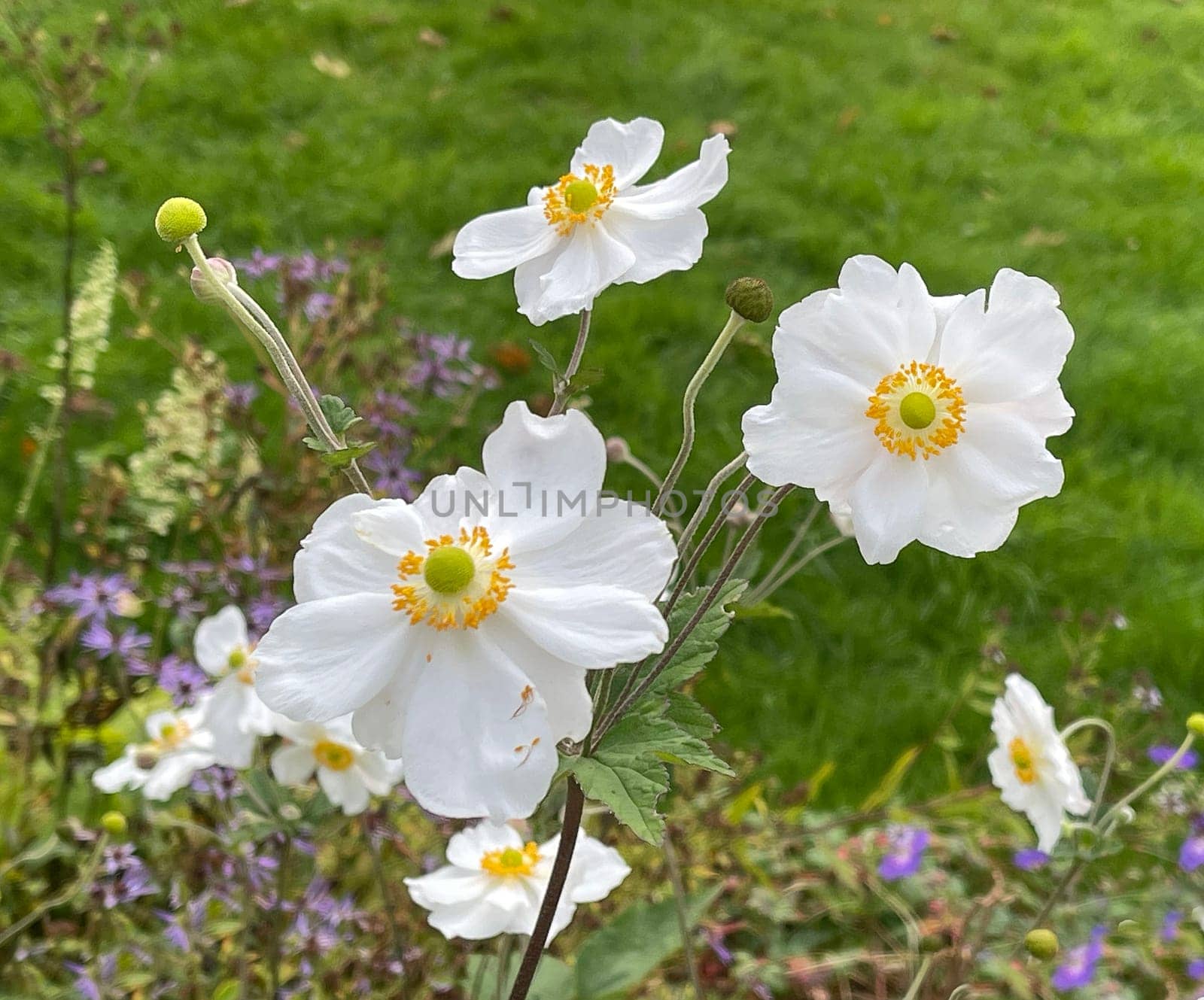 Autumn anemone,Anemone tomentosa produces handsome,pink flowers from August to September. Autumn Anemone,Anemone tomentosa produces handsome pink flowers from August to September.