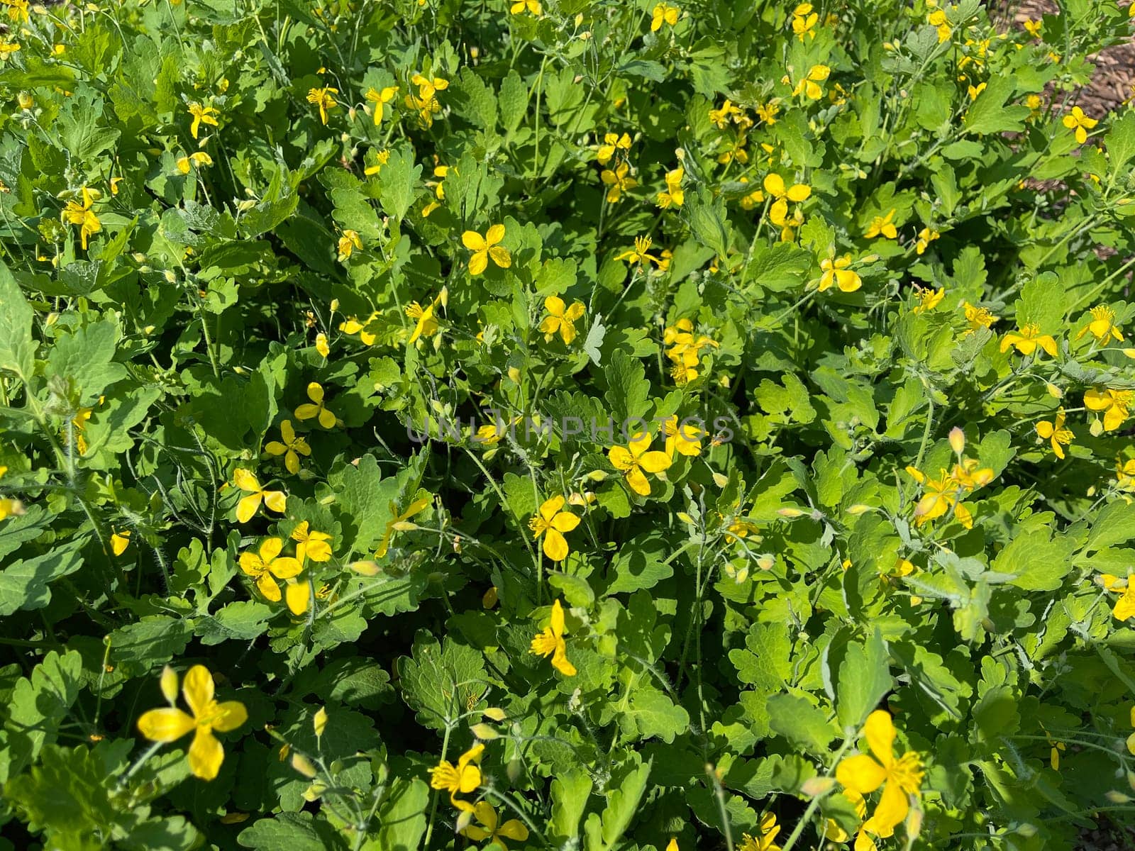 Chelidonium majus is an important medicinal and medicinal plant with yellow flowers. Celandine,Chelidonium majus is an important medicinal and medicinal plant and with yellow flowers