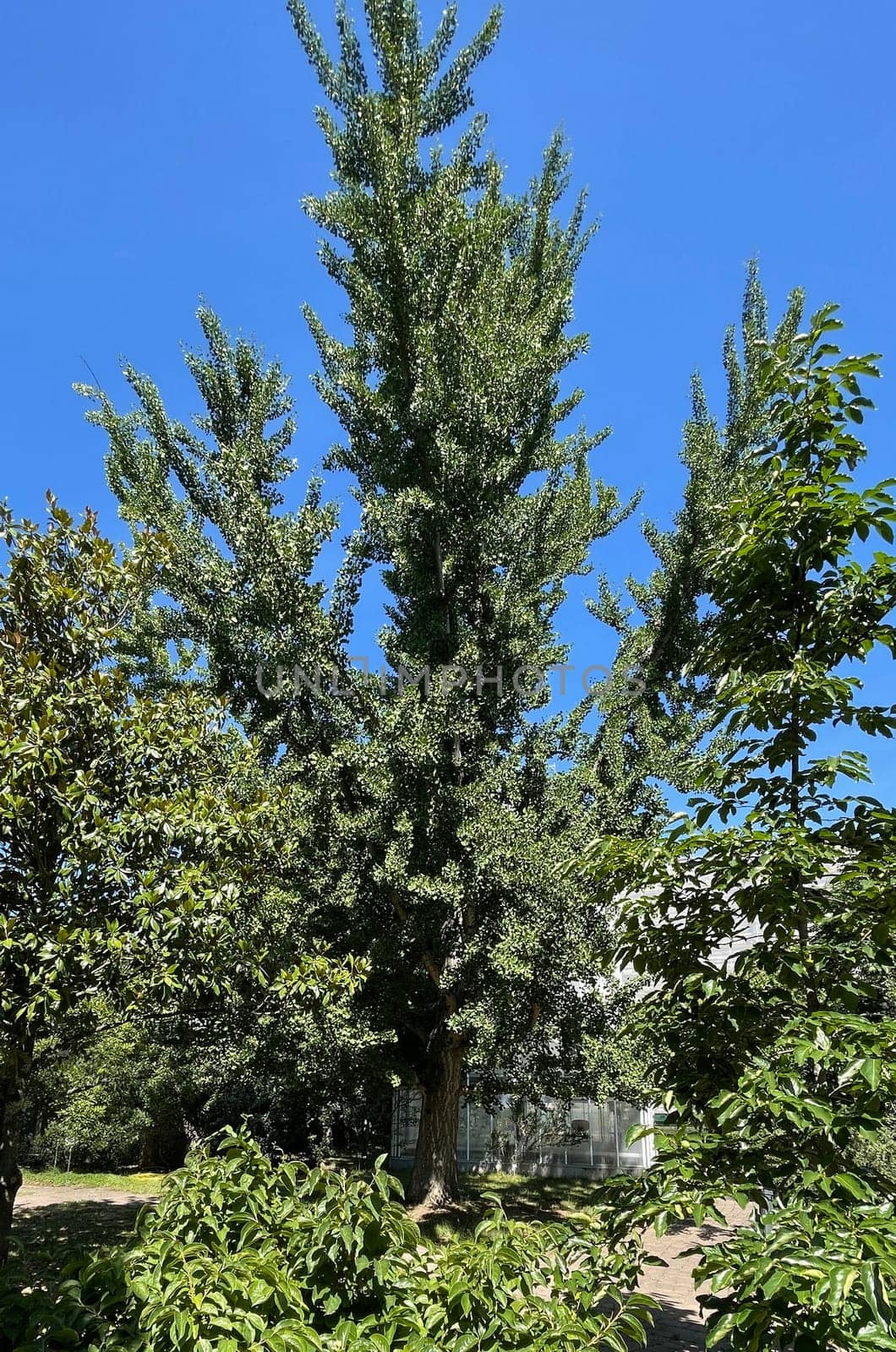 Ginkgo biloba or ginko is a tree species native to China,now planted worldwide. Ginkgo biloba or Ginko is a tree species native to China that is now planted worldwide. The Ginkgo or Ginko is a tree species native to China,today planted worldwide.
