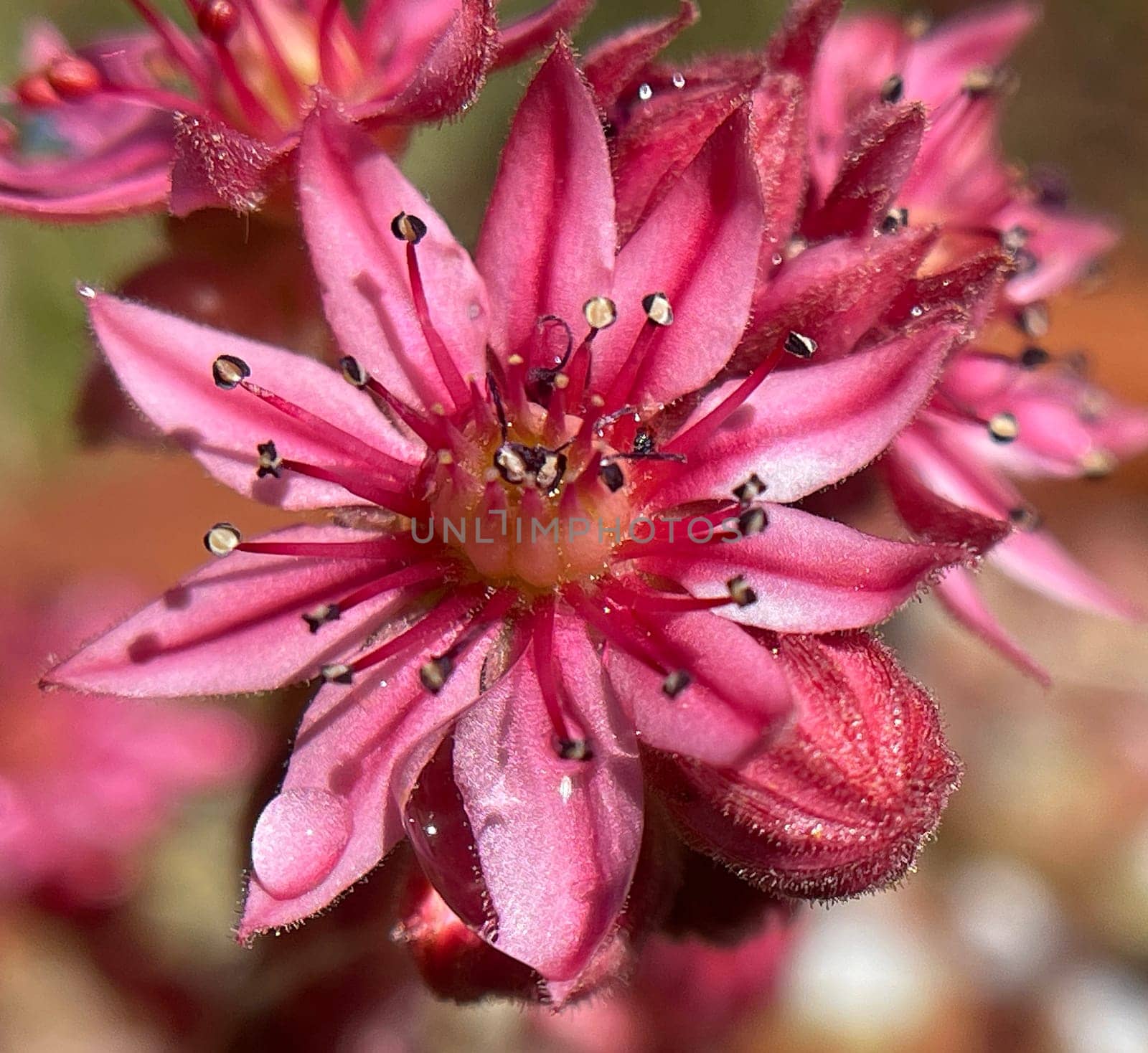 Hauswurz,Sempervivum,tectorum,is a medicinal plant and an alpine flower with red flowers. Houseleek,Sempervivum,tectorum,is a medicinal plant and an alpine flower with red flowers.