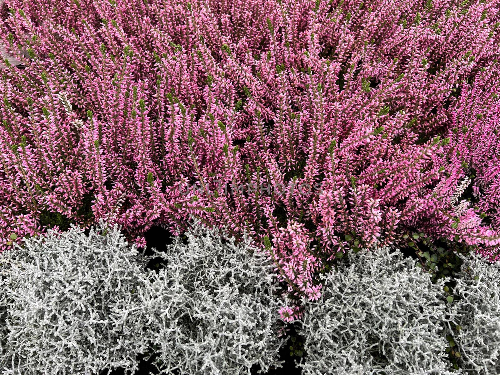 Broom heather,Calluna vulgaris,also called heather,is the only species of the monotypic plant genus Calluna belonging to the heather family. Common heather,Calluna vulgaris,also called heather,is the only species of the monotypic plant genus Calluna,which belongs to the heather family.