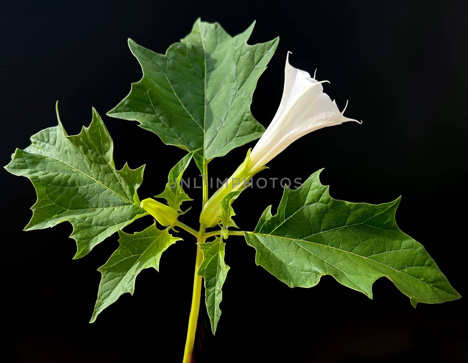 Holly apple,Datura Stramonium is a medicinal plant that is also used in medicine. Thorn apple,Datura Stramonium is a medicinal plant that is also used in medicine.