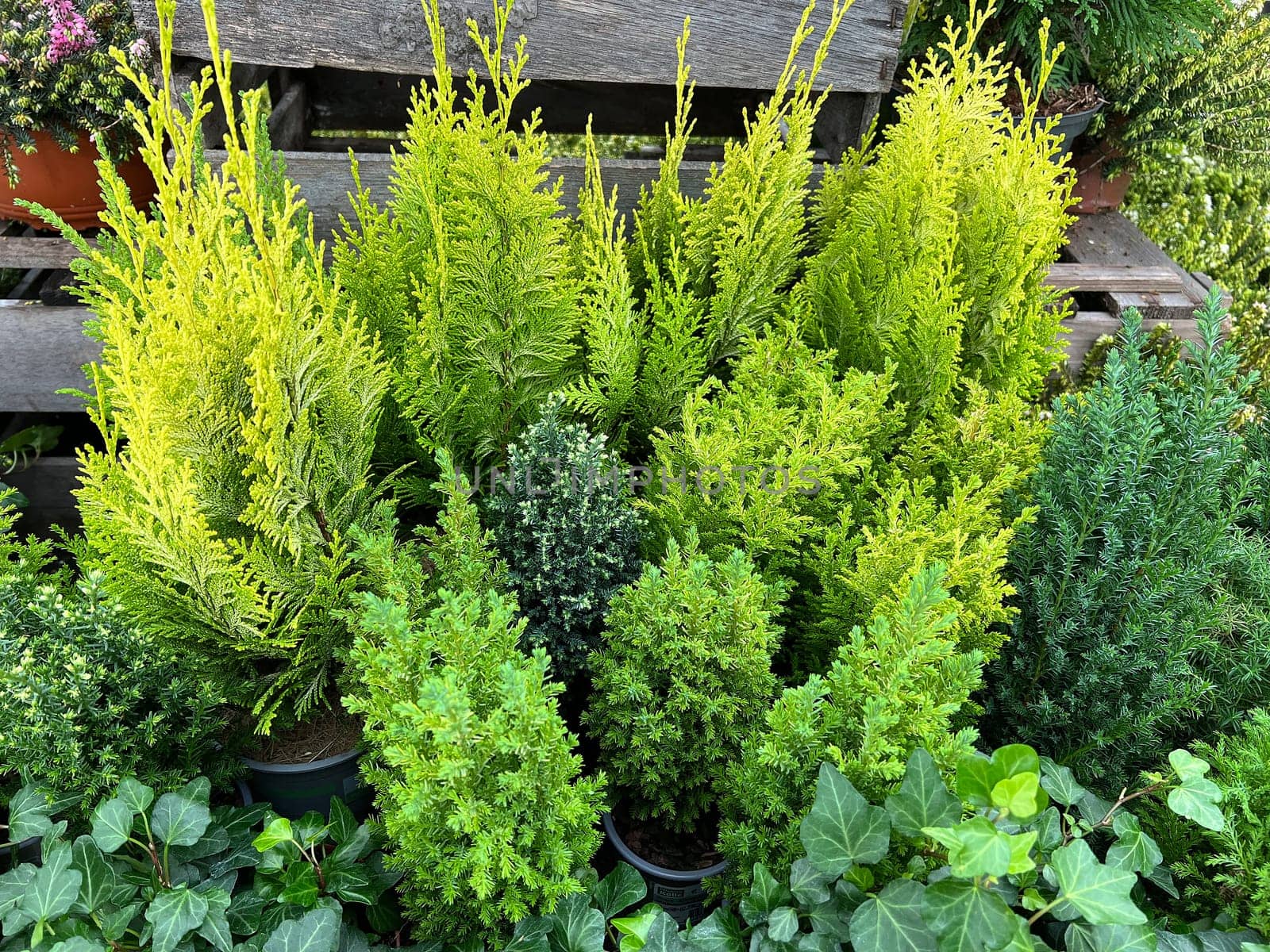 Conifers are always used as evergreen trees in the front yard. Conifers are always popular as evergreen trees in the front yard.
