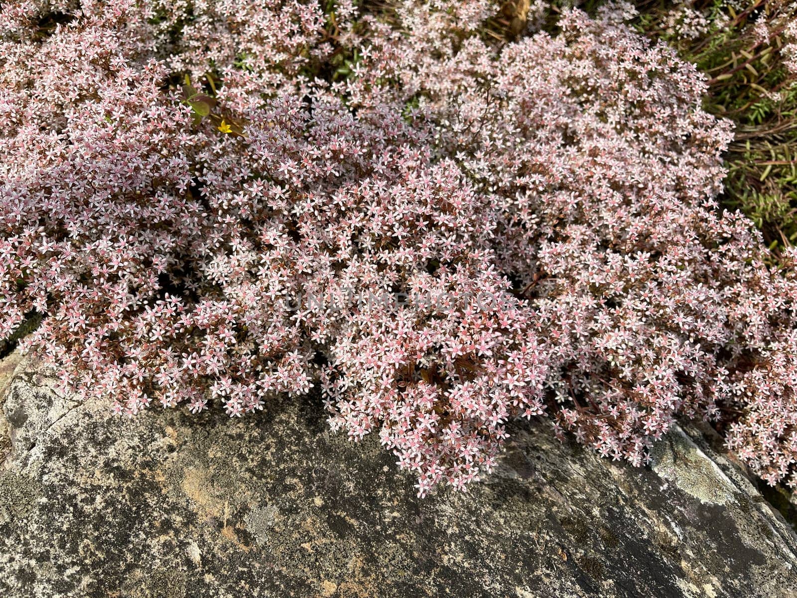 White wall pepper,Sedum album,is a medicinal and rock garden plant with white flowers. White stonecrop,Sedum album,is a medicinal and rock garden plant with white flowers.