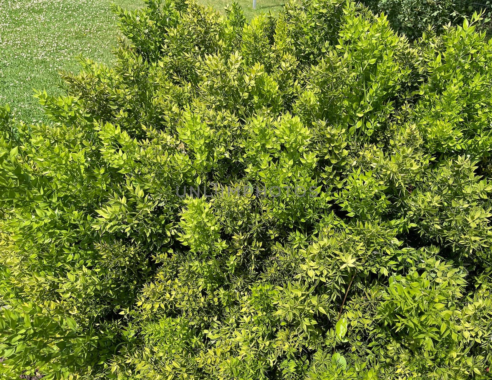 Stinging,Maeusedorn,Ruscus,aculeatus,is a medicinal and rock garden plant with red berries. Prickly,Ruscus,Ruscus,aculeatus,is a medicinal and rock garden plant with red berries.