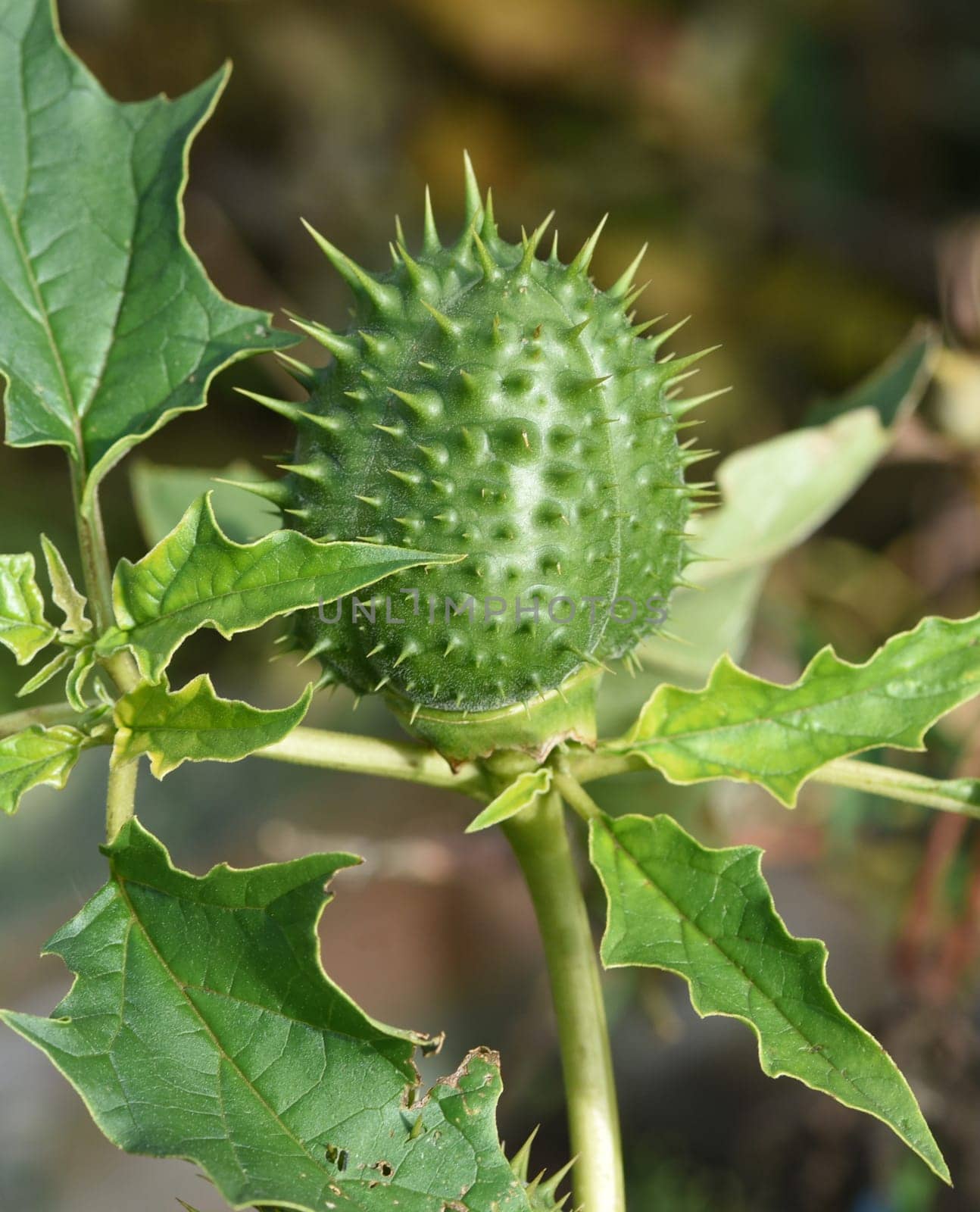Holly apple,Datura Stramonium is a medicinal plant that is also used in medicine. Thorn apple,Datura Stramonium is a medicinal plant that is also used in medicine.