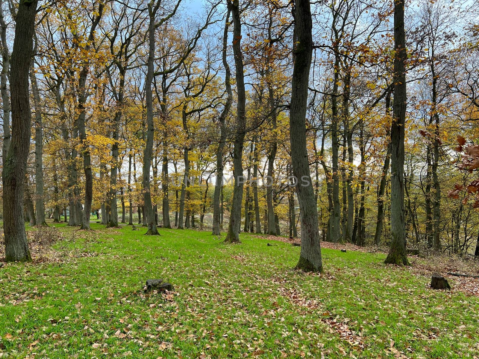 Autumn forest,autumn impression in the forest with colourful leaves. Autumn forest,autumn impression in the forest with colorful leaves.