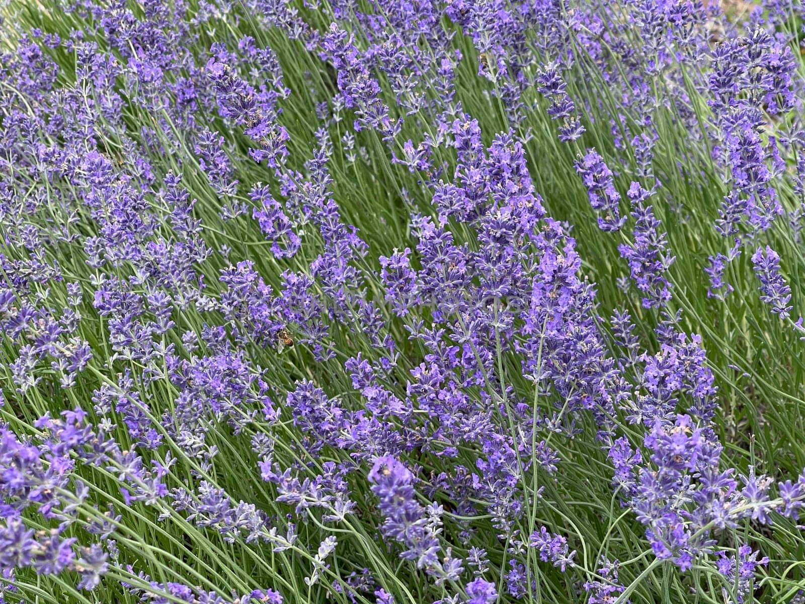 Lavender,lavendula officinalis is an important medicinal plant and a fragrant plant with blue flowers and is used in medicine. Lavender,lavendula officinalis is an important medicinal plant and a scented plant with blue flowers and is used in medicine.