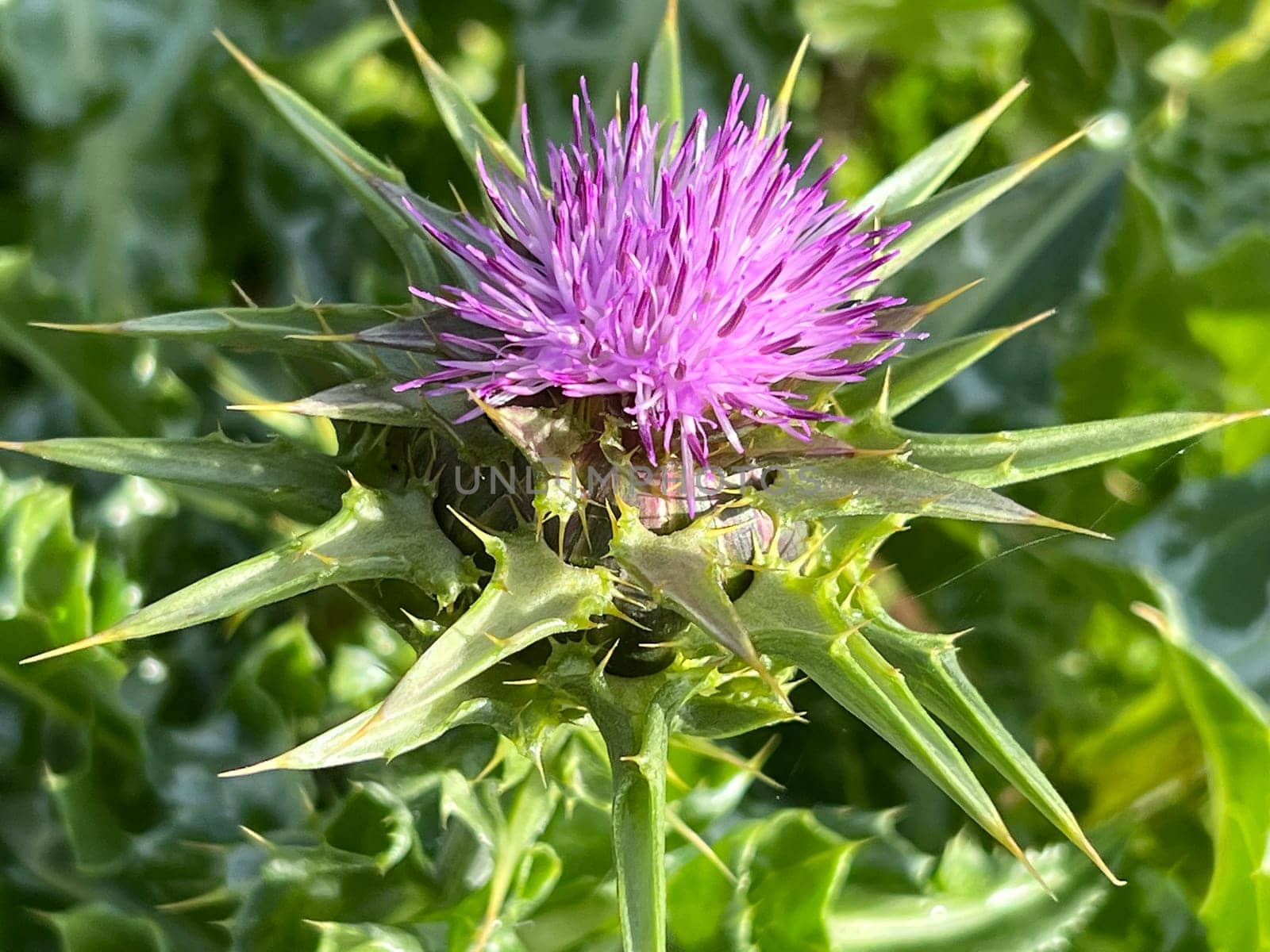 Milk thistle,Silybum marianum is an important medicinal plant. Milk thistle,Silybum marianum,is an important medicinal plant.
