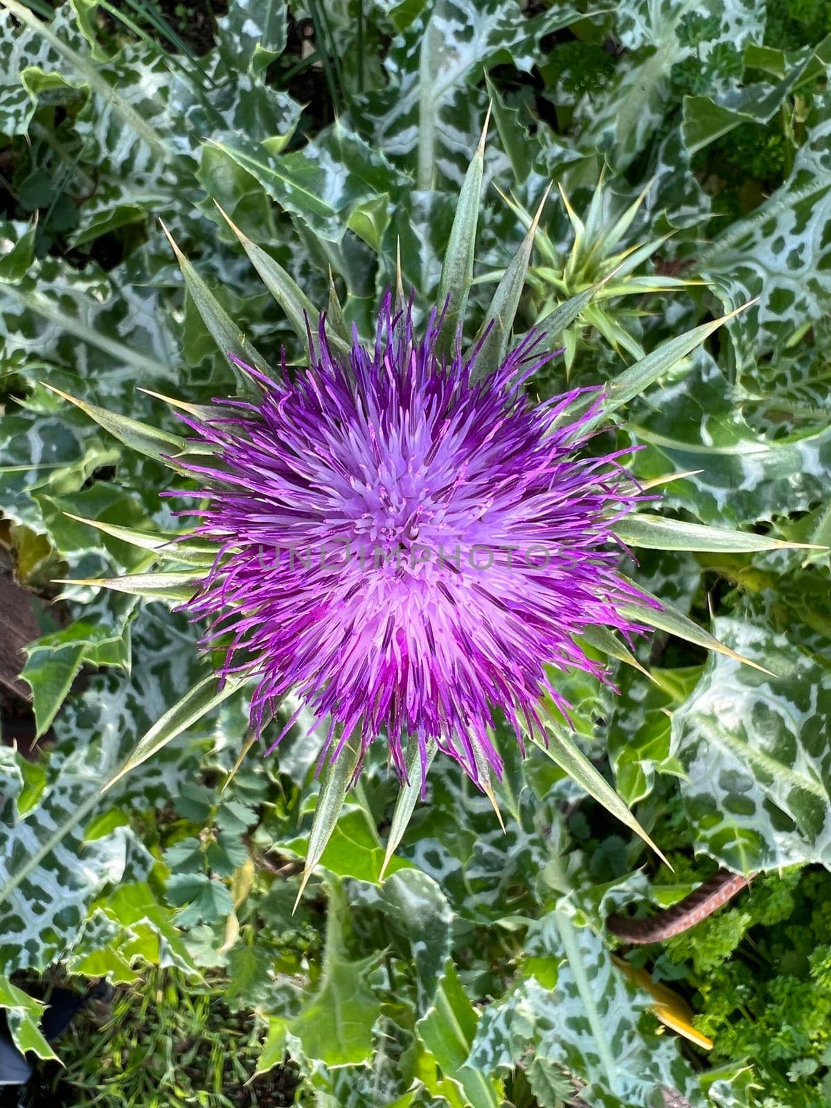 Milk thistle,Silybum marianum is an important medicinal plant. Milk thistle,Silybum marianum,is an important medicinal plant.