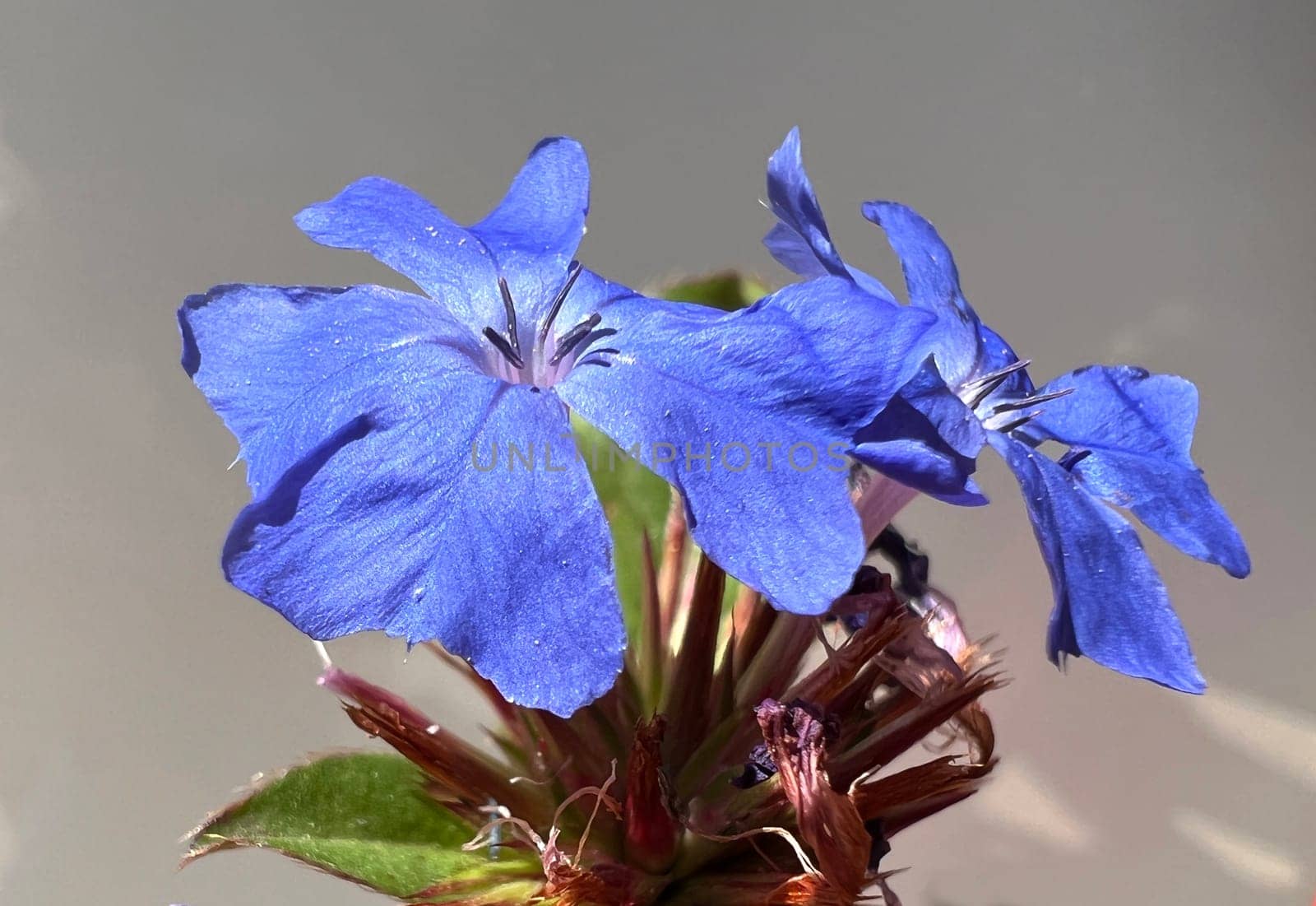 Leadroot,Cerastostigma,Wiimottiana is an important medicinal plant and a flower with blue flowers. Leadwort,Cerastostigma,Wiimottiana is an important medicinal plant and a flower with blue flowers.