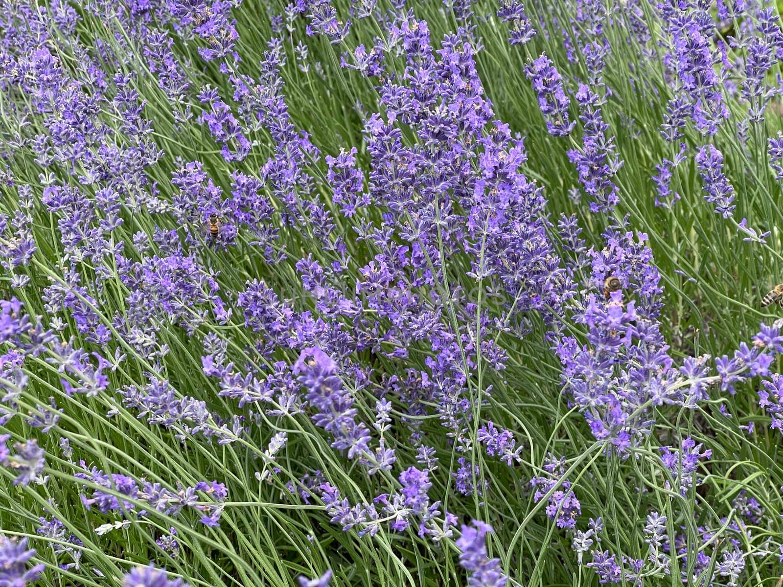 Lavender,lavendula officinalis is an important medicinal plant and a fragrant plant with blue flowers and is used in medicine. Lavender,lavendula officinalis is an important medicinal plant and a scented plant with blue flowers and is used in medicine.