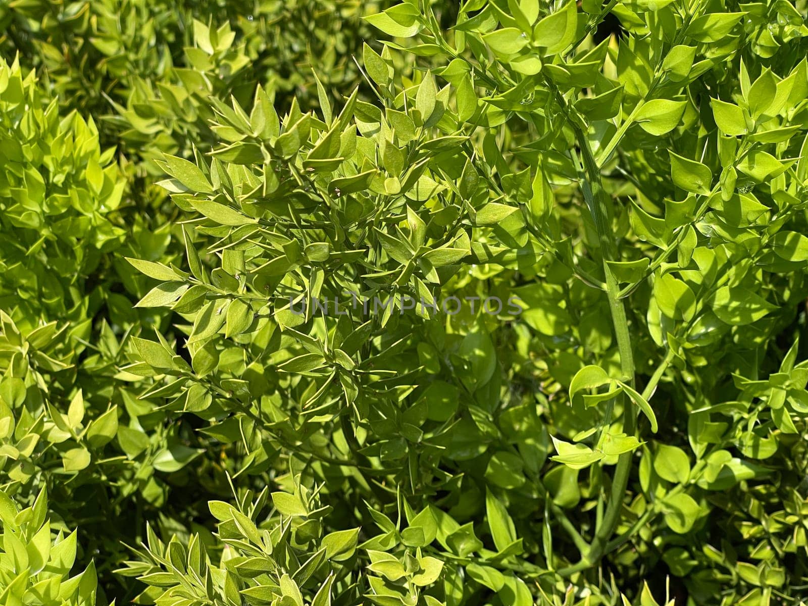 Stinging,Maeusedorn,Ruscus,aculeatus,is a medicinal and rock garden plant with red berries. Prickly,Ruscus,Ruscus,aculeatus,is a medicinal and rock garden plant with red berries.