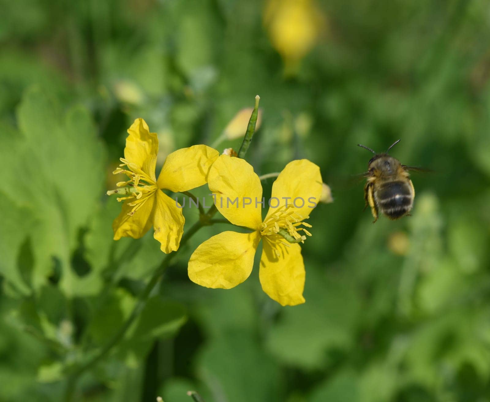 Chelidonium majus is an important medicinal and medicinal plant with yellow flowers. Celandine,Chelidonium majus is an important medicinal and medicinal plant and with yellow flowers