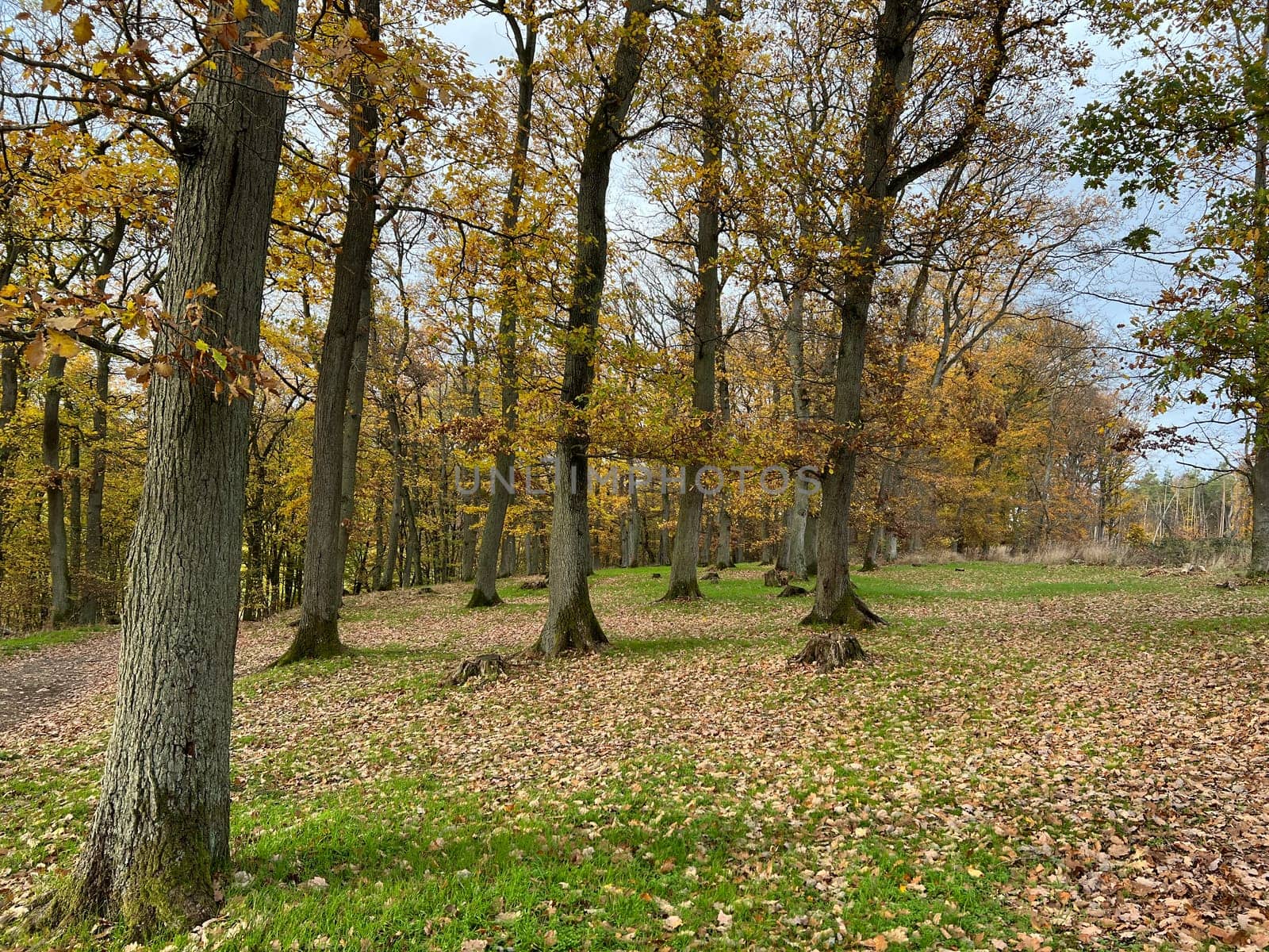 Autumn forest,autumn impression in the forest with colourful leaves. Autumn forest,autumn impression in the forest with colorful leaves.