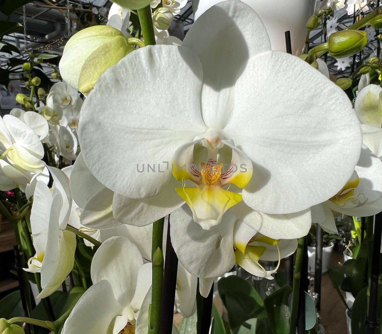 Butterfly orchids,Phalaenopsis,are particularly beautiful flowers for indoor rooms that bloom particularly long and are available in many colors. Butterfly orchids,Phalaenopsis,are particularly beautiful indoor flowers that bloom for a long time and come in many colors.