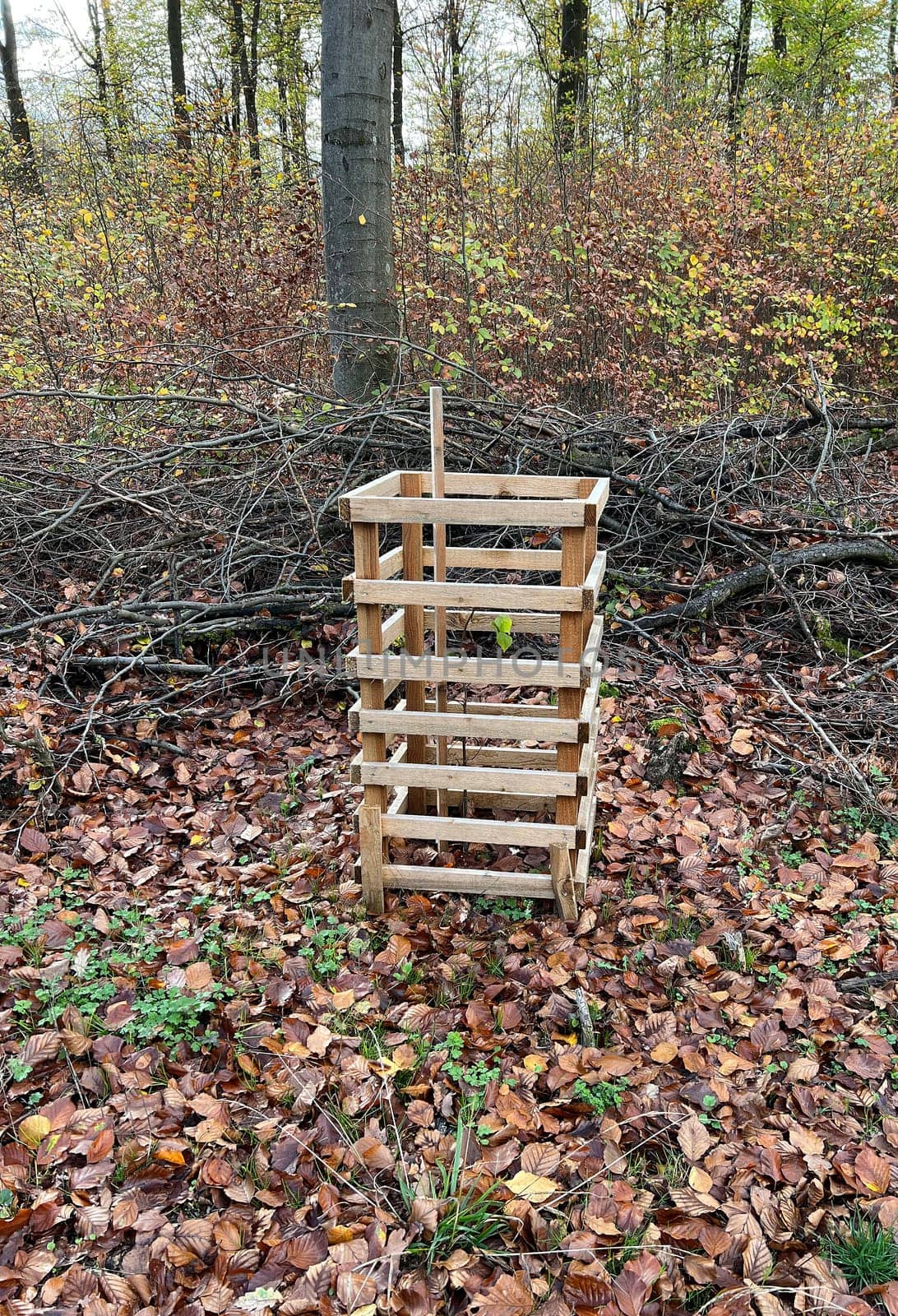 Plant protection grids are needed to protect young trees from wild food. Plant protection grids are required to protect young planted trees from being eaten by wild animals.