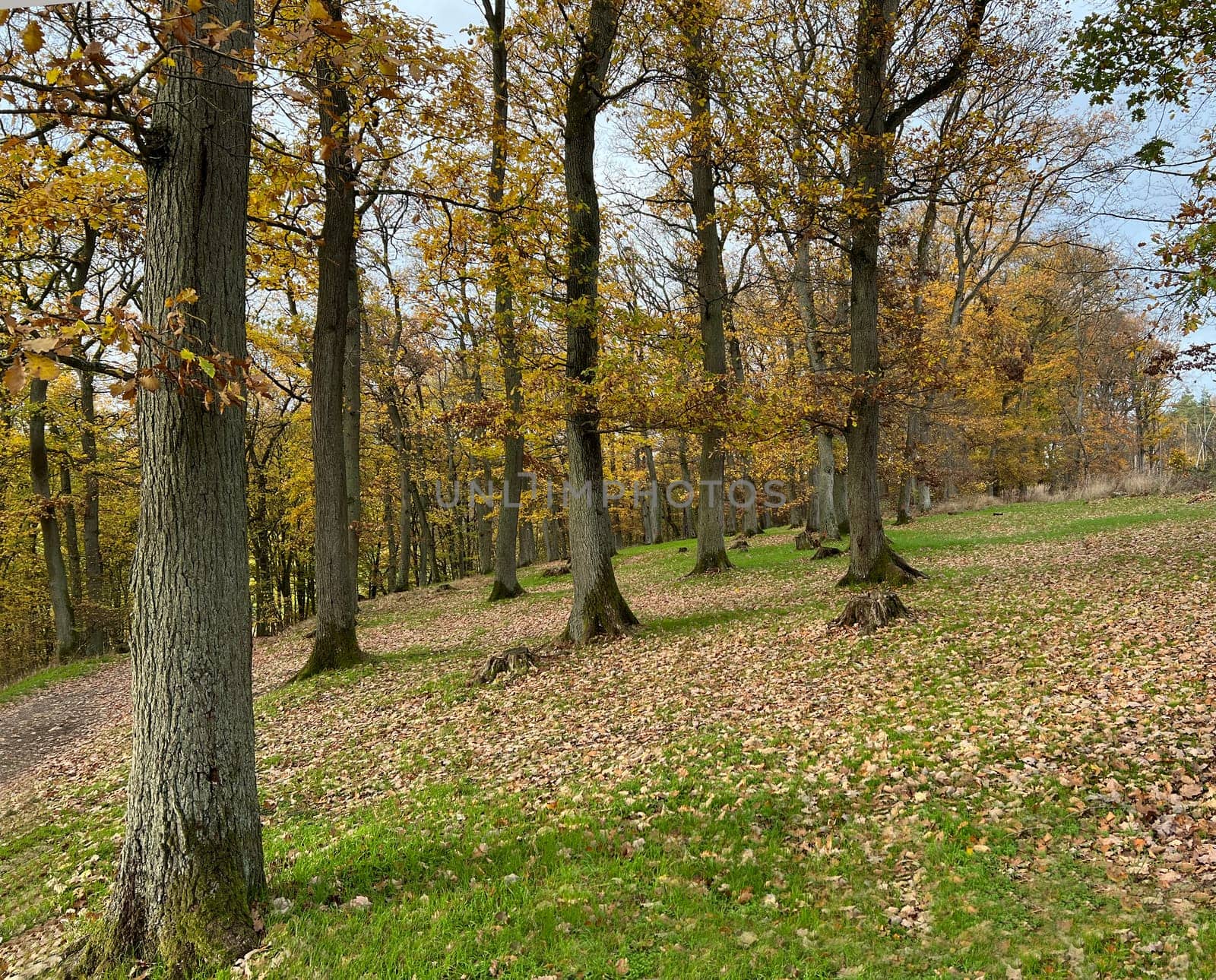 Autumn forest,autumn impression in the forest with colourful leaves. Autumn forest,autumn impression in the forest with colorful leaves.