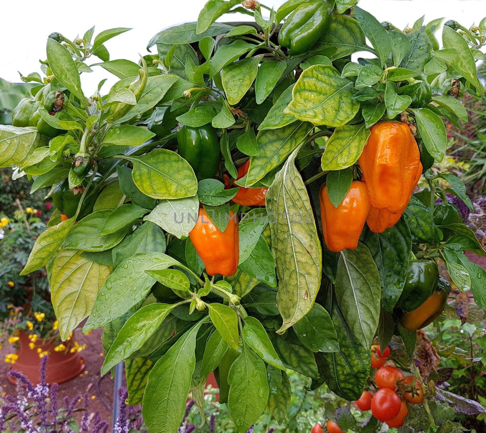 Paprika,Capsicum annuum is a type of vegetable that can sometimes be quite hot. Paprika,Capsicum annuum,is a type of vegetable that can sometimes be quite hot.