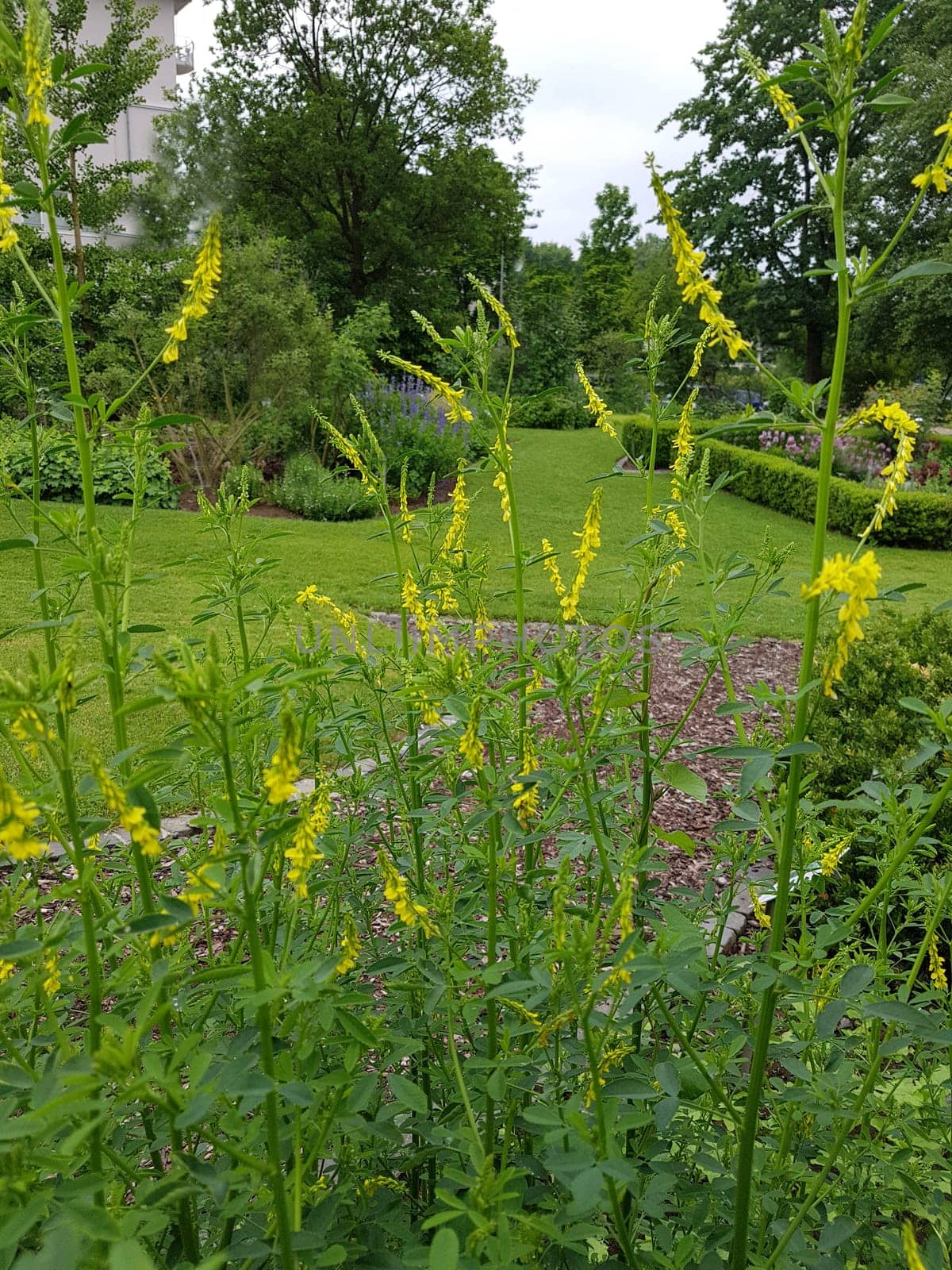 Sweet clover,Melilotus officinalis,is an important medicinal and medicinal plant and with white or yellow flowers. Sweet clover,Melilotus officinalis,is an important medicinal plant and has white or yellow flowers.