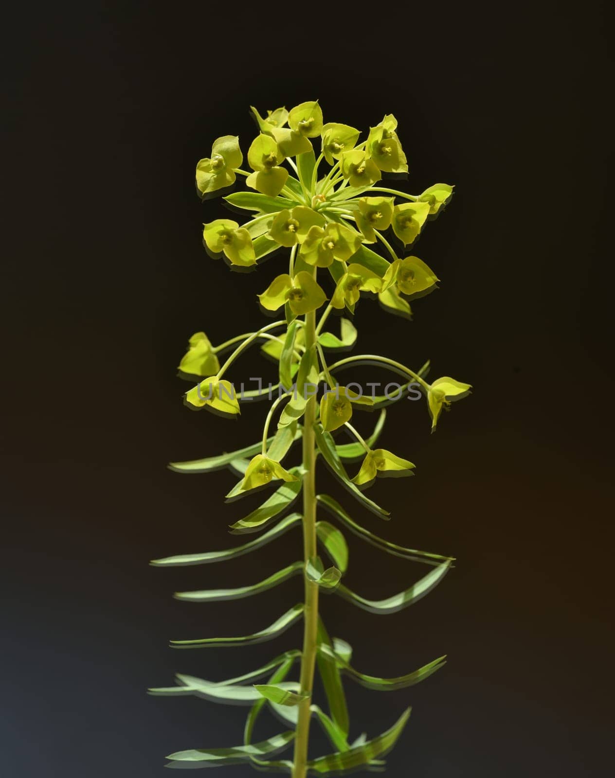 Steppe spurge,Euphorbia seguieriana,is a rock garden plant with yellow-green flowers. Steppe spurge,Euphorbia seguieriana,is a rock garden plant with yellow-green flowers.