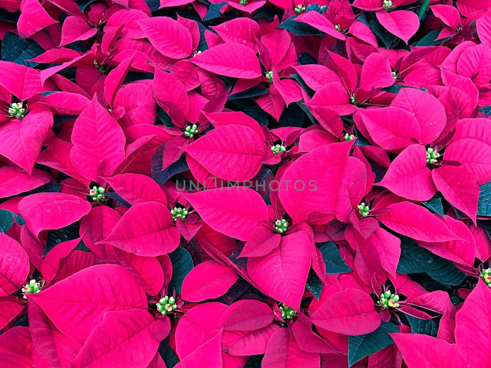 Poinsettia,Euphorbia pulcherrima is a shrub native to South America,which is called the poinsettia due to its red high leaves and winter flowering season. Poinsettia,Euphorbia pulcherrima is a shrub native to South America known as poinsettia because of its red bracts and winter flowering season