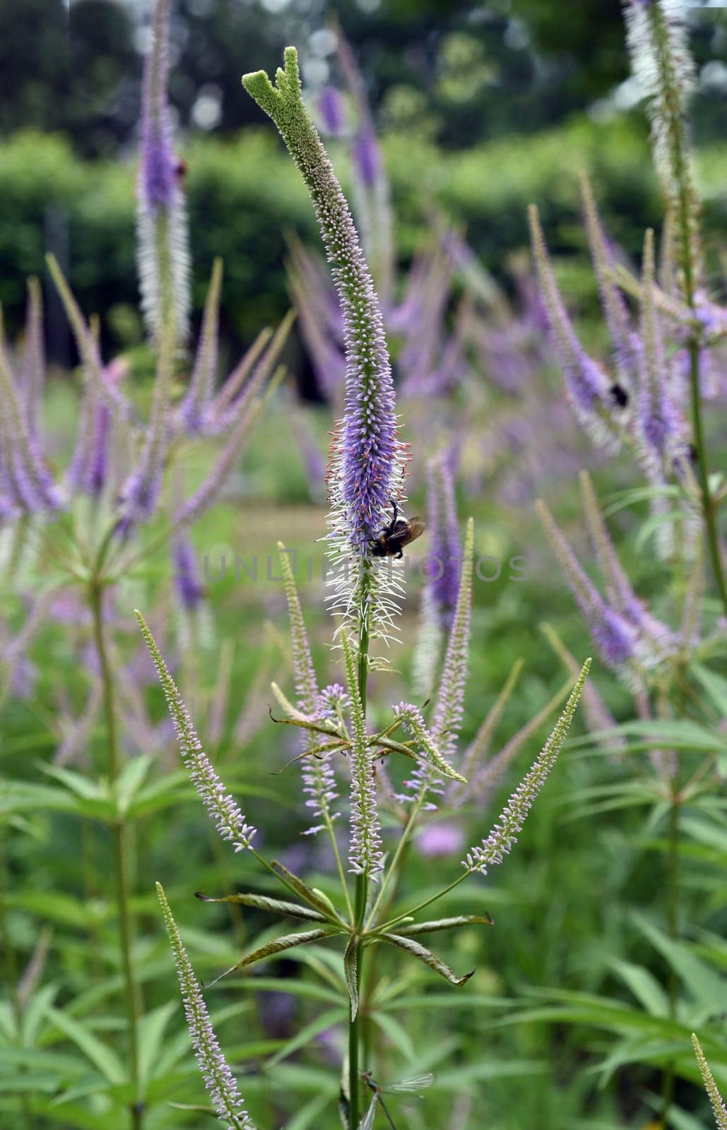 Honorary award,Veronica longifolia is a beautiful bee-friendly perennial with blue flowers. Speedwell,Veronica longifolia is a beautiful bee friendly perennial with blue flowers.