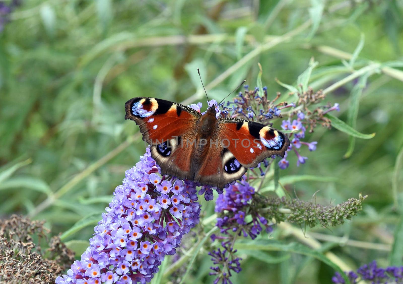 Butterflies are insects with large wings. Butterflies are insects with large wings.
