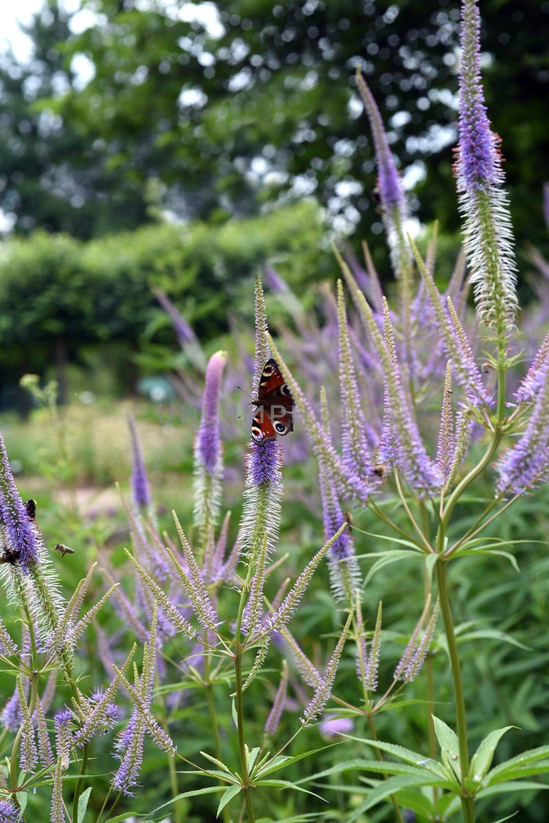 Honorary award,Veronica longifolia is a beautiful bee-friendly perennial with blue flowers. Speedwell,Veronica longifolia is a beautiful bee friendly perennial with blue flowers.