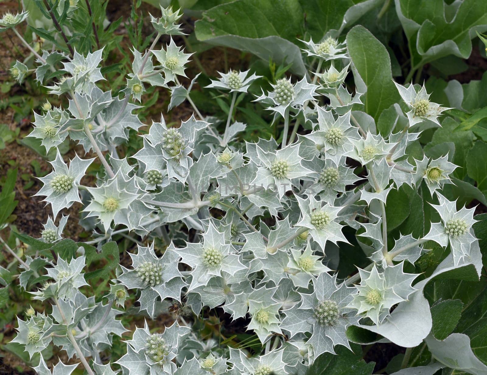 Sea thistle,Eryngium maritimum,is a species of thistle that thrives in sand near the coast. Beach thistle,Eryngium maritimum,is a species of thistle that thrives in the sand near the coast.