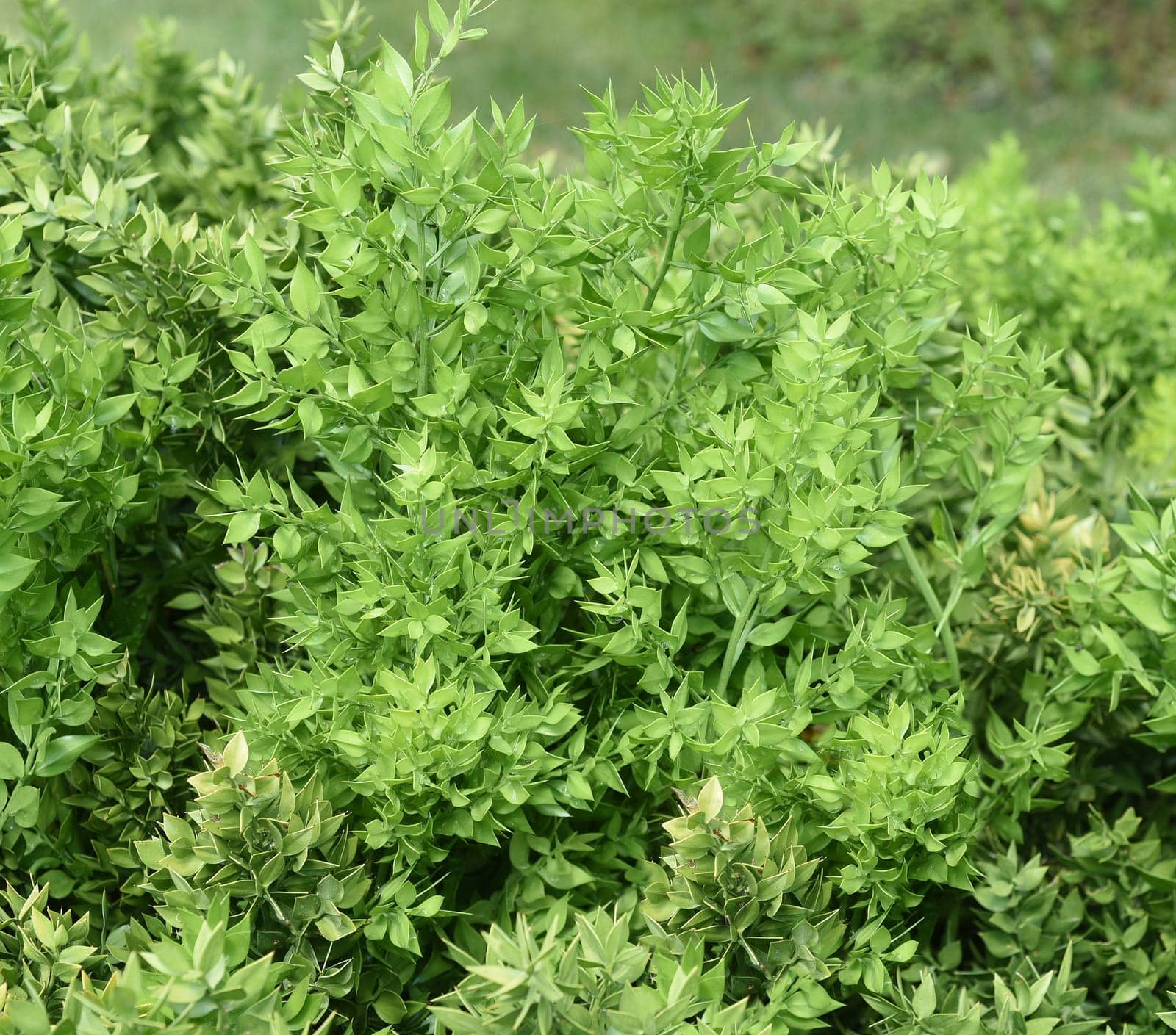 Stinging,Maeusedorn,Ruscus,aculeatus,is a medicinal and rock garden plant with red berries. Prickly,Ruscus,Ruscus,aculeatus,is a medicinal and rock garden plant with red berries.