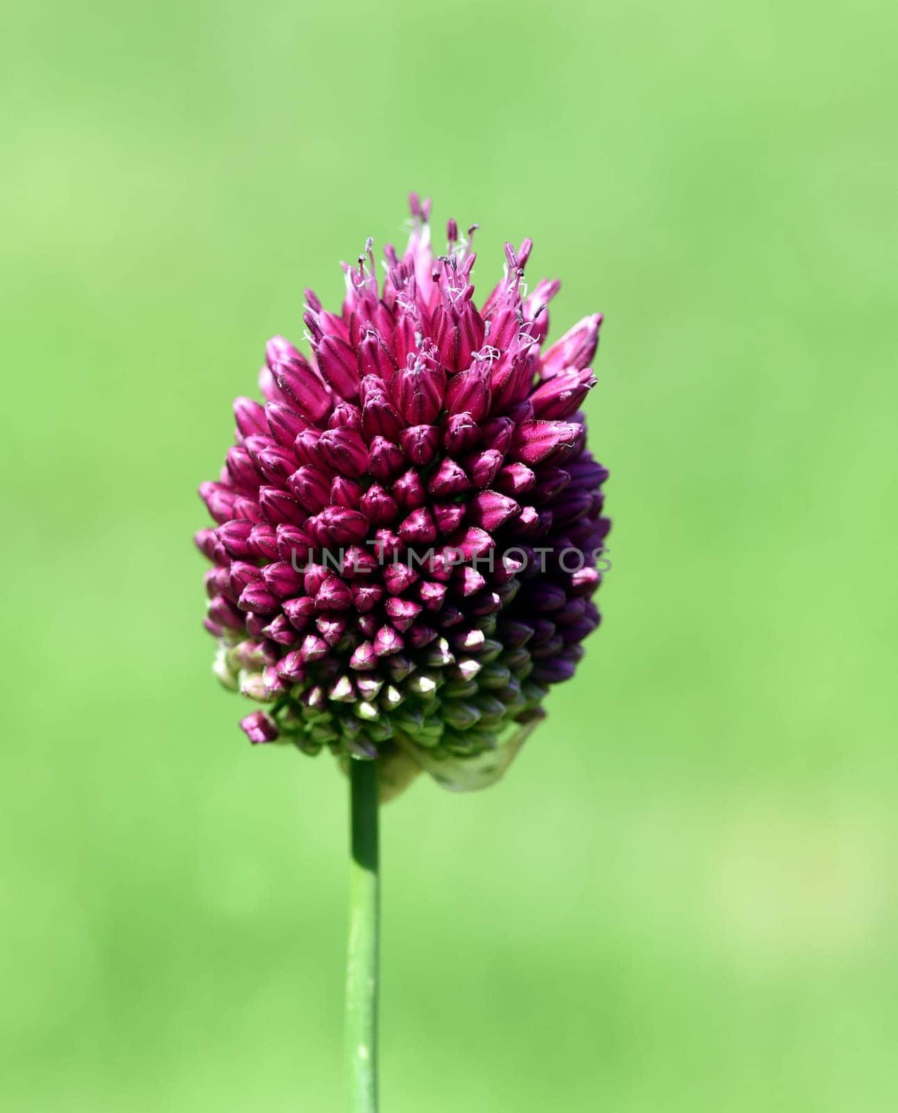 Ornamental garlic,giant leek,Allium giganteum is a beautiful ornamental plant in the garden and has purple flowers. Ornamental Lily,Giant Lily,Allium Giganteum is a beautiful ornamental plant in the garden and has purple flowers.