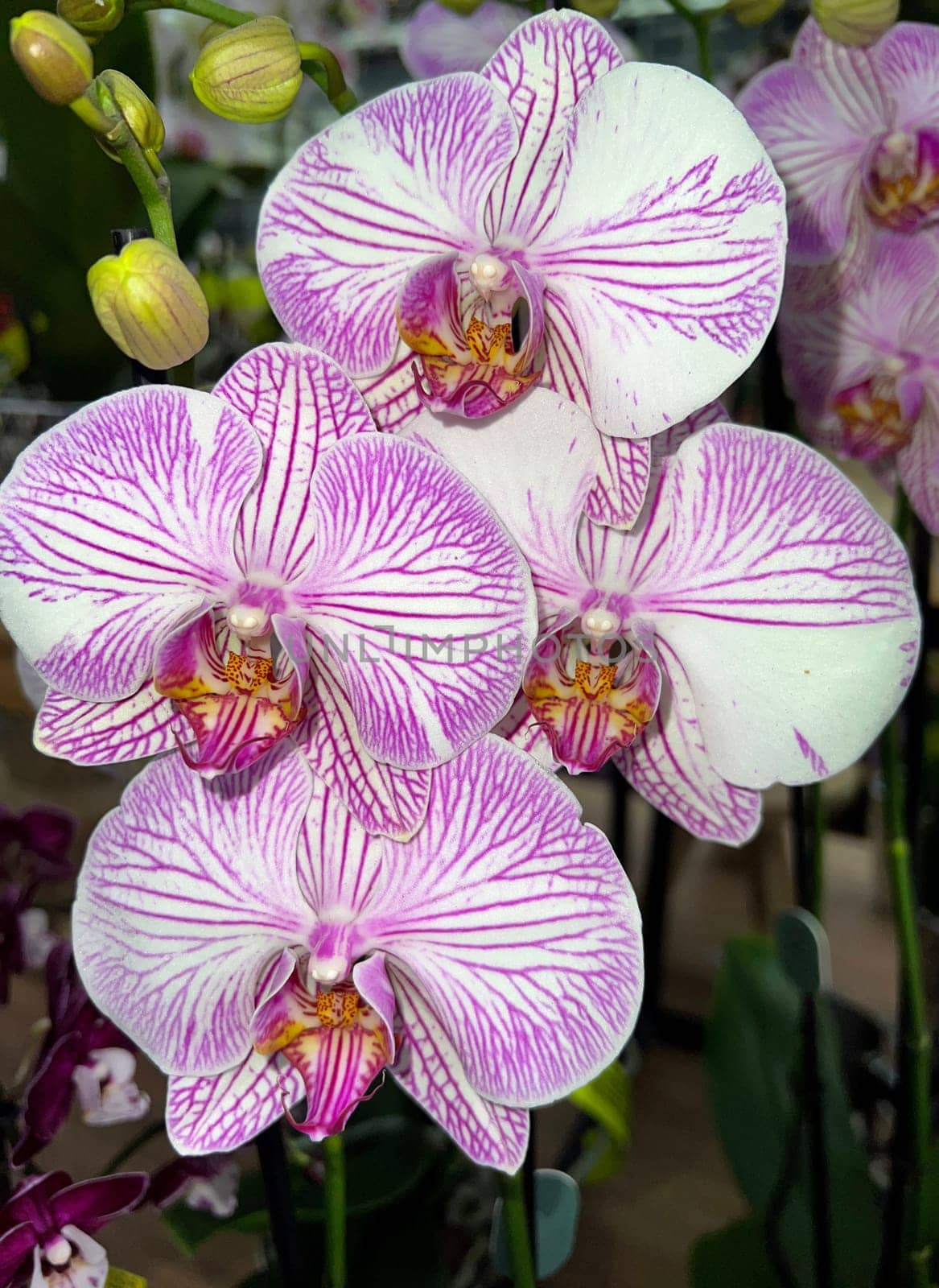 Butterfly orchids,Phalaenopsis,are particularly beautiful flowers for indoor rooms that bloom particularly long and are available in many colors. Butterfly orchids,Phalaenopsis,are particularly beautiful indoor flowers that bloom for a long time and come in many colors.