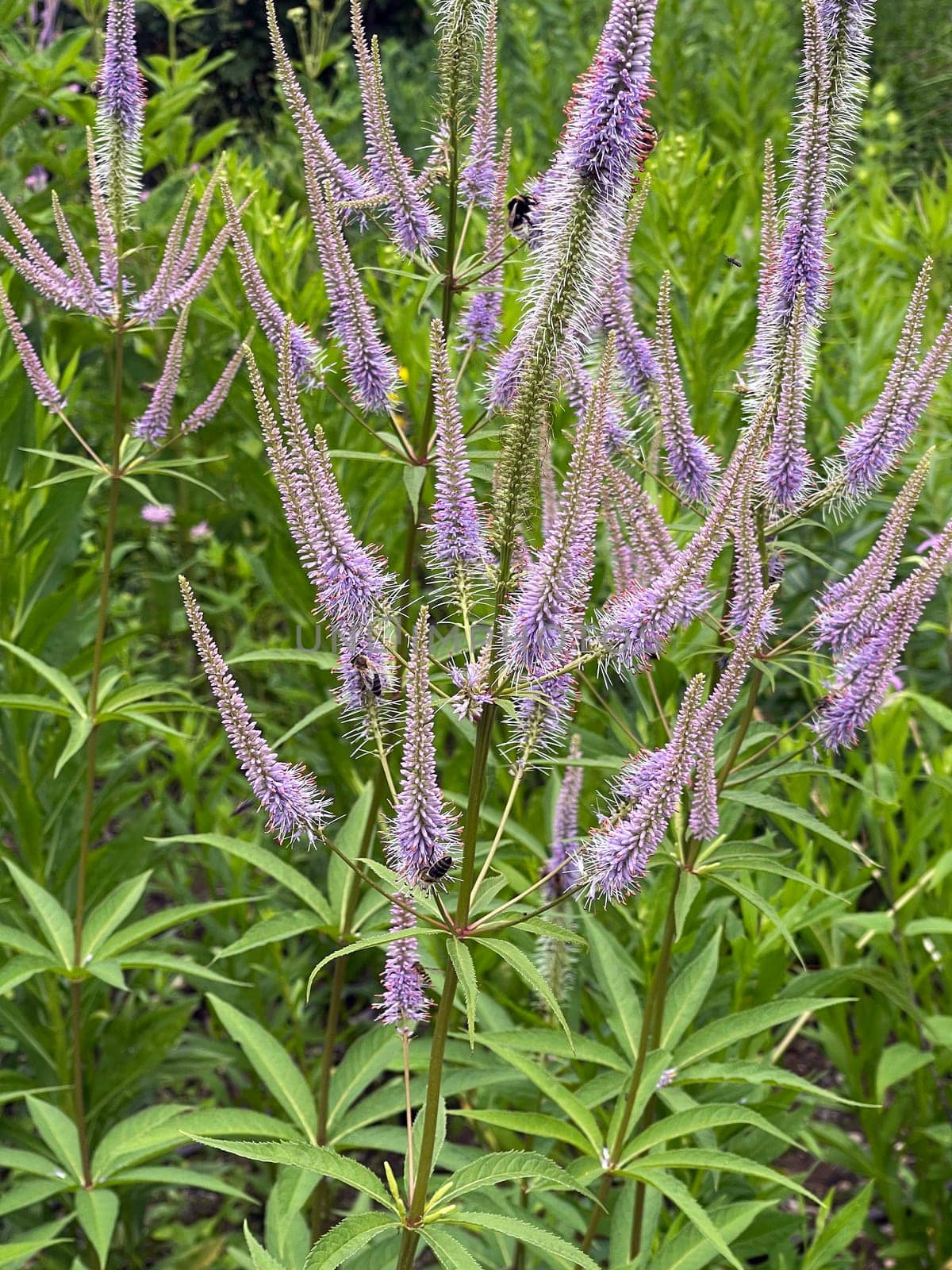 Honorary award,Veronica longifolia is a beautiful bee-friendly perennial with blue flowers. Speedwell,Veronica longifolia is a beautiful bee friendly perennial with blue flowers.
