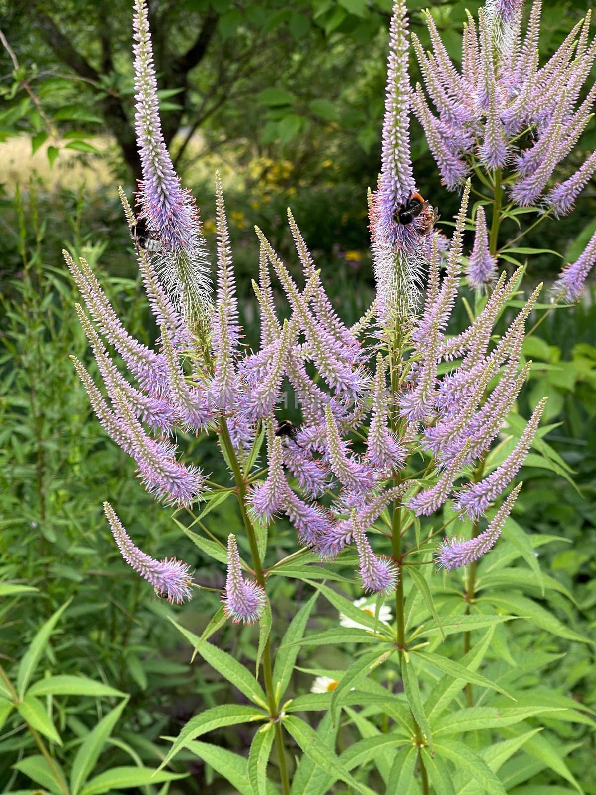 Honorary award,Veronica longifolia is a beautiful bee-friendly perennial with blue flowers. Speedwell,Veronica longifolia is a beautiful bee friendly perennial with blue flowers.