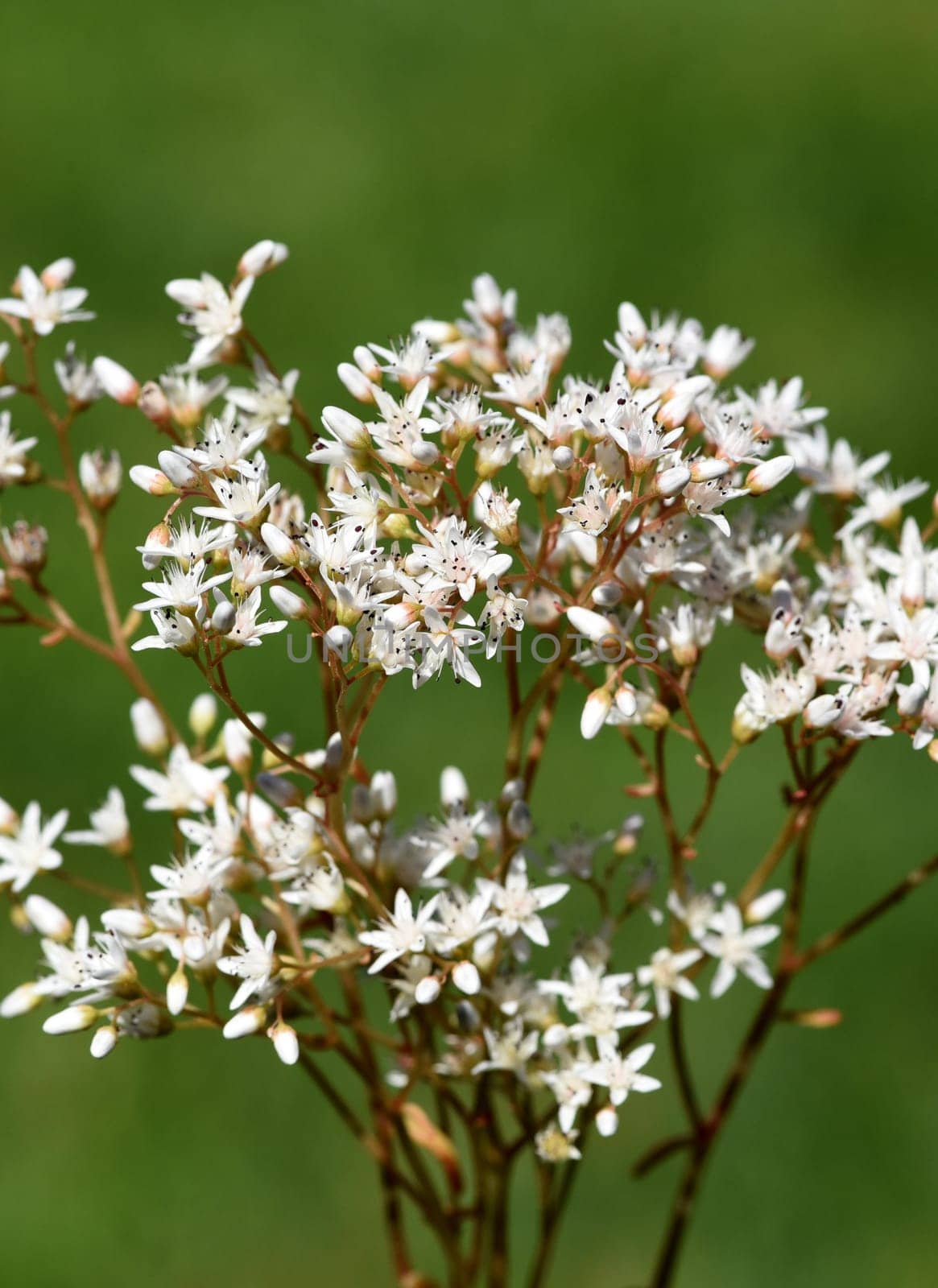 White wall pepper,Sedum album,is a medicinal and rock garden plant with white flowers. White stonecrop,Sedum album,is a medicinal and rock garden plant with white flowers.