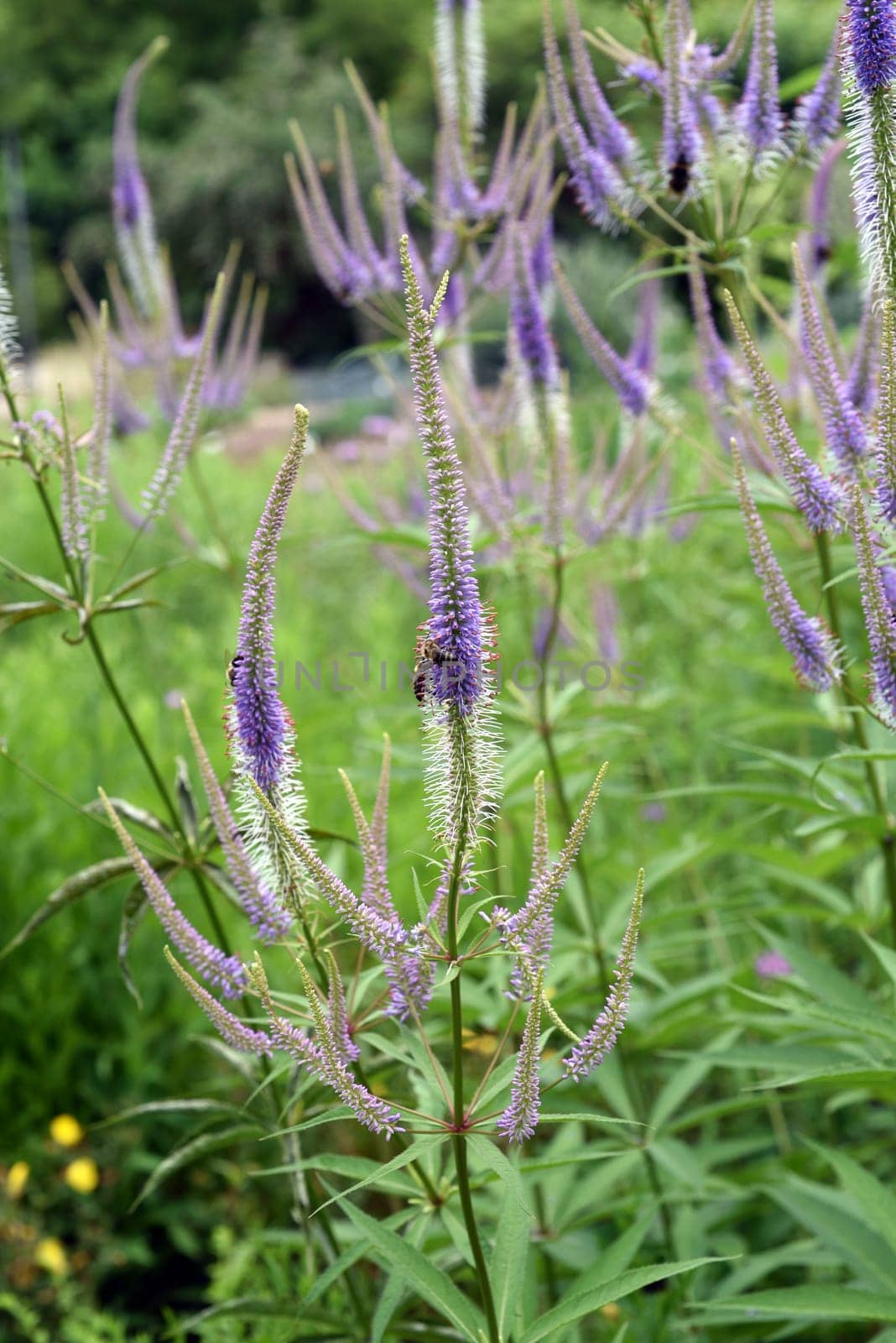 Honorary award,Veronica longifolia is a beautiful bee-friendly perennial with blue flowers. Speedwell,Veronica longifolia is a beautiful bee friendly perennial with blue flowers.